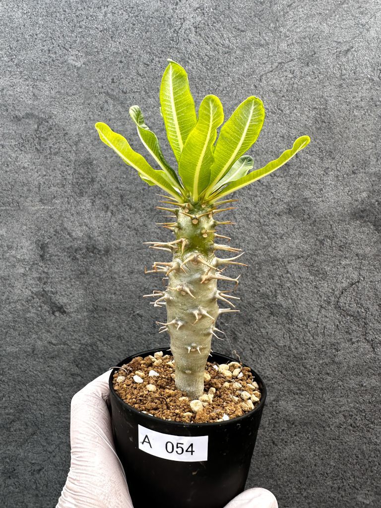 現品限り】パキポディウム・アンボンゲンセ 実生【A54】 Pachypodium