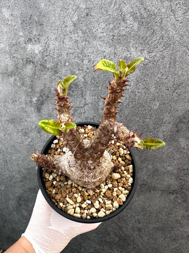 現品限り】パキポディウム・ウィンゾリー 実生 大株 開花株【A110