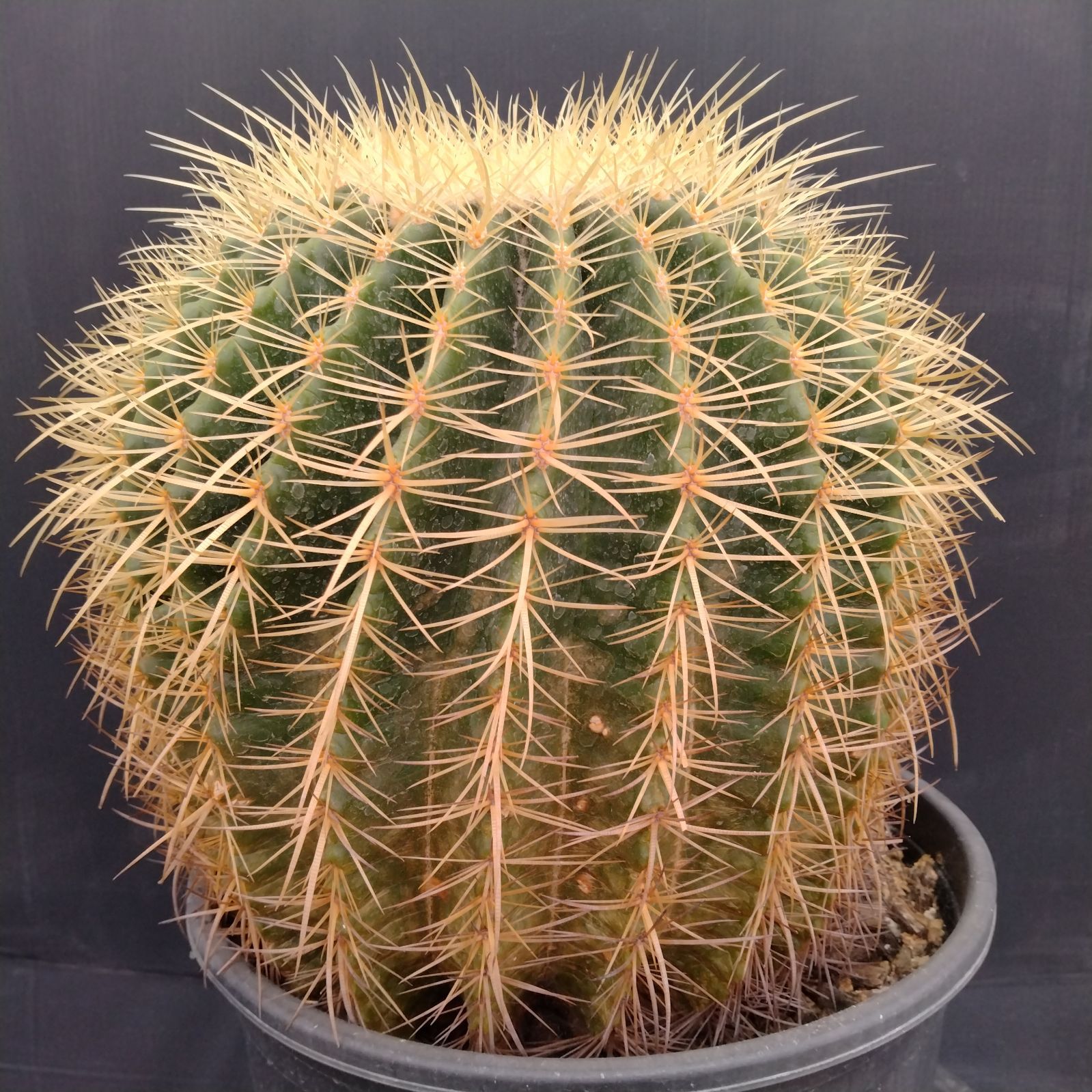 観葉植物 サボテン 金鯱 10号 発根済 キンシャチ大株 1