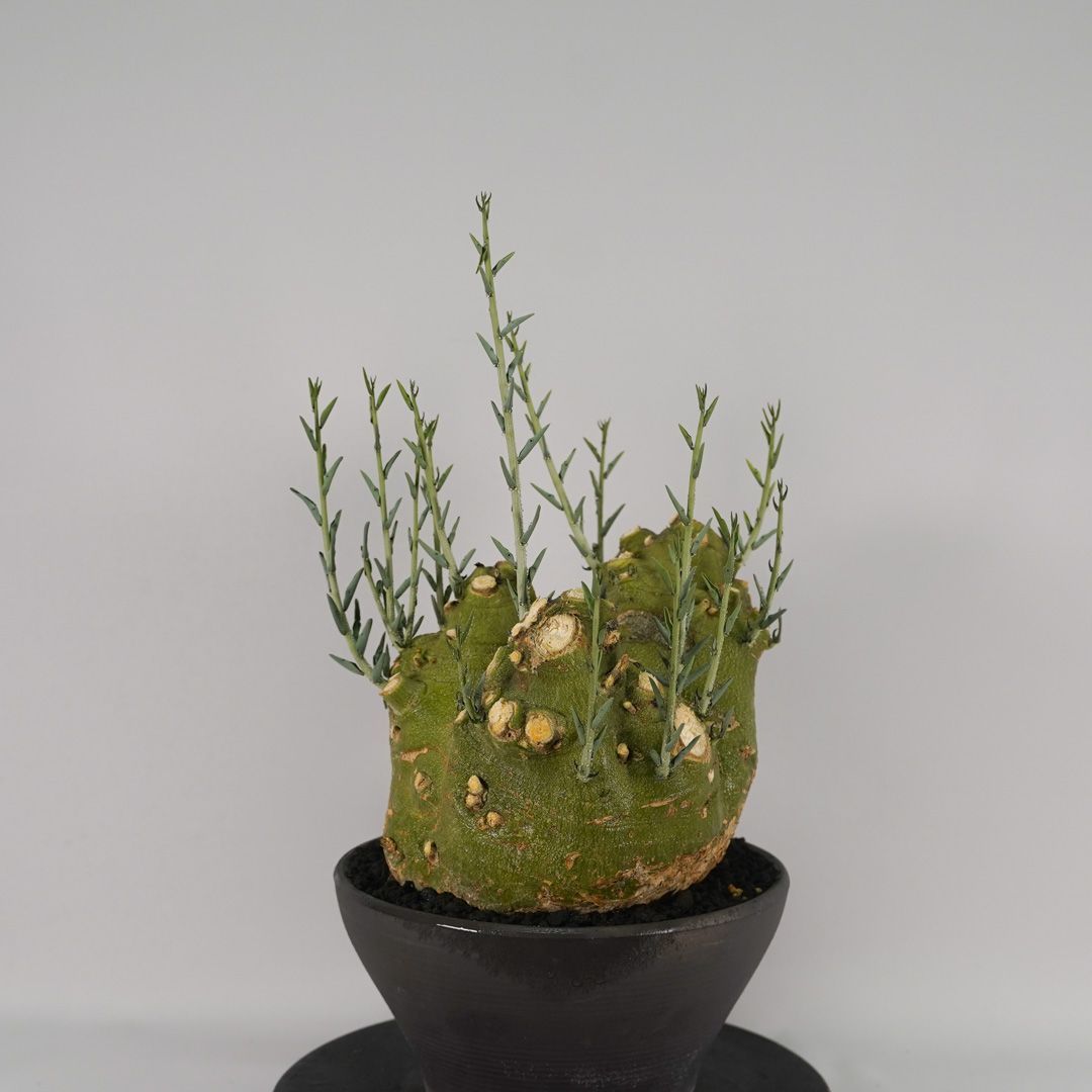 F58 アデニア ペチュエリー Adenia pechuelii ナミビア産 発根済み
