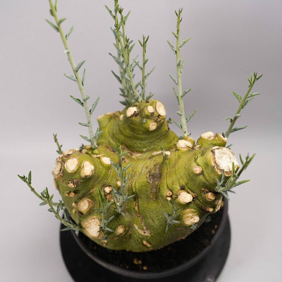 F58 アデニア ペチュエリー Adenia pechuelii ナミビア産 発根済み