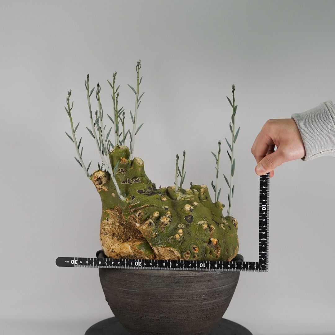 F60 アデニア ペチュエリー Adenia pechuelii ナミビア産 発根済み