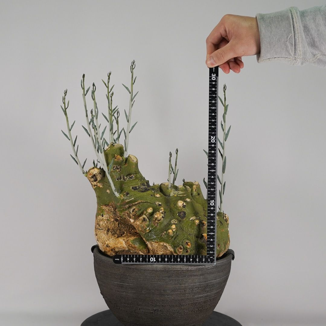 F60 アデニア ペチュエリー Adenia pechuelii ナミビア産 発根済み