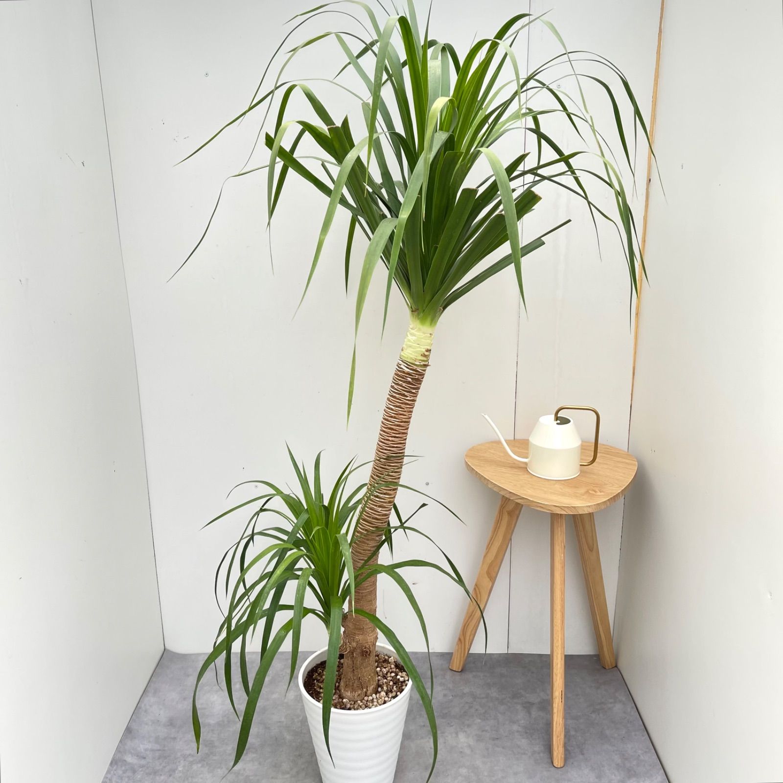 ドラセナ カンボジアーナ 2【現品】☆希少☆ 観葉植物 室内 8号 ドラセナ カンボジアーナ 2【現品】☆希少☆ 観葉植物 室内 8号