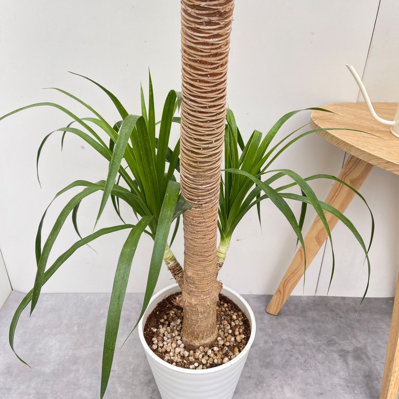 ドラセナ カンボジアーナ 2【現品】☆希少☆ 観葉植物 室内 8号 ドラセナ カンボジアーナ 2【現品】☆希少☆ 観葉植物 室内 8号