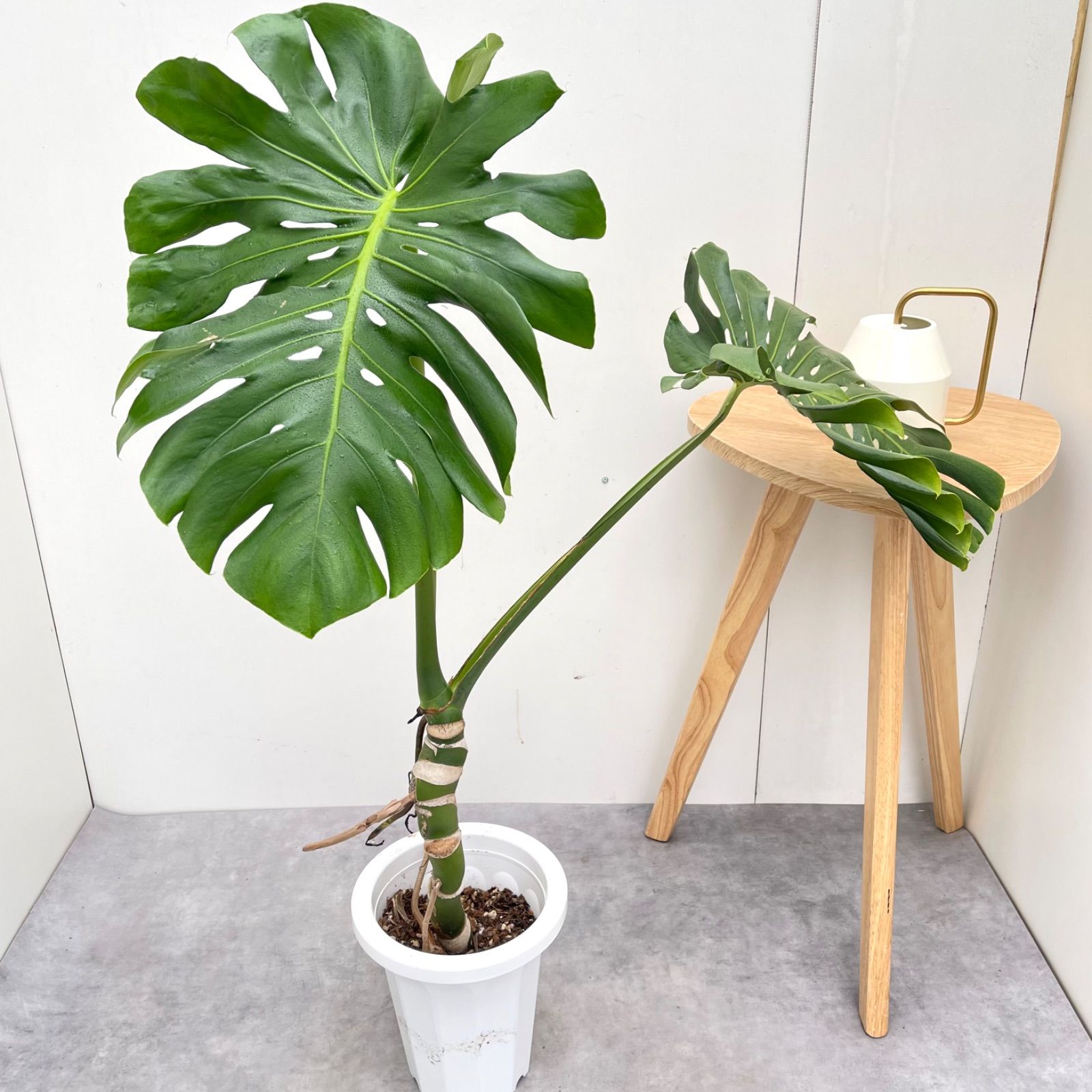 モンステラ 18【現品】観葉植物 幹上がり 室内 7号 - メルカリ