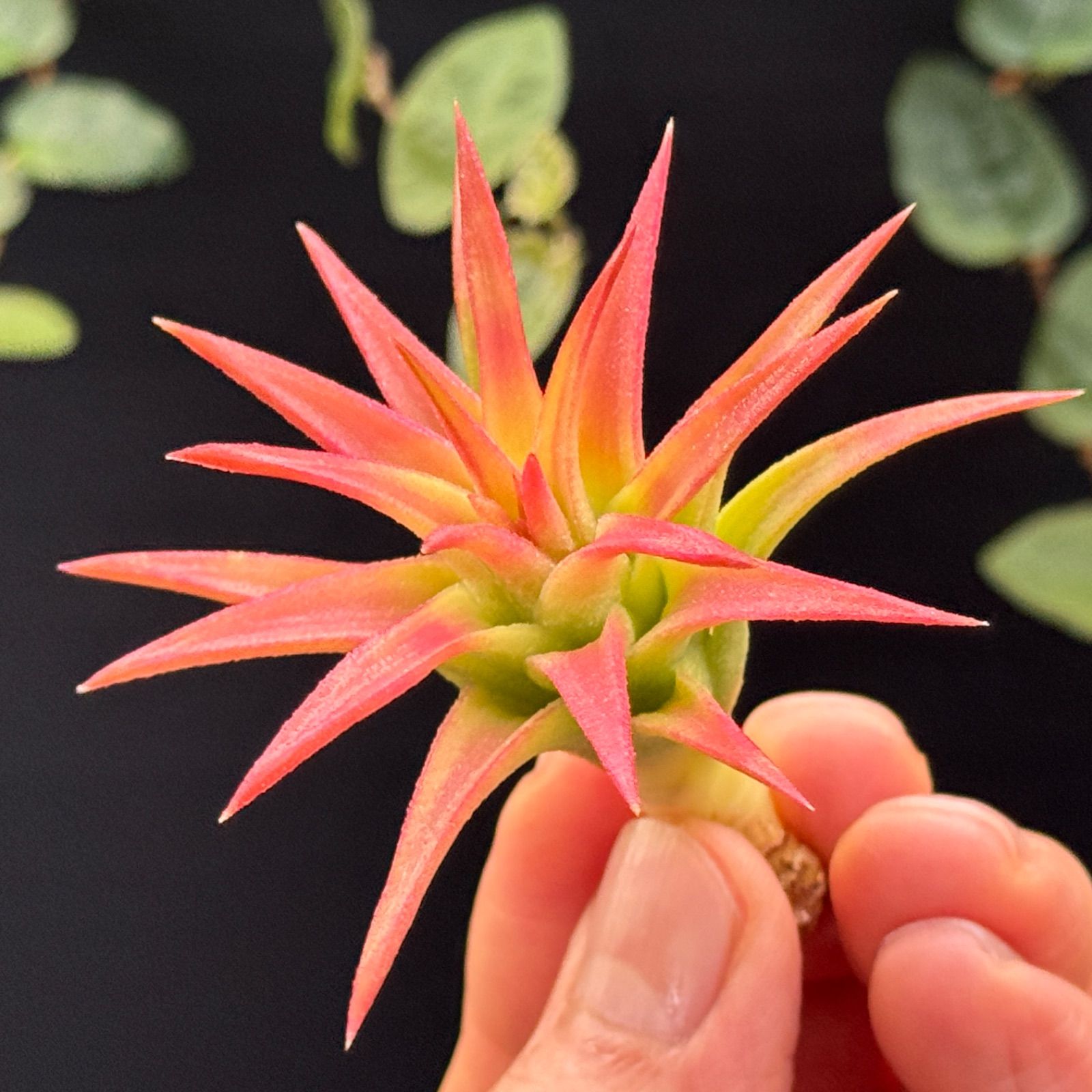 現品＊トリコーム多めでふわっ白＊紅葉＊ チランジア イオナンタ