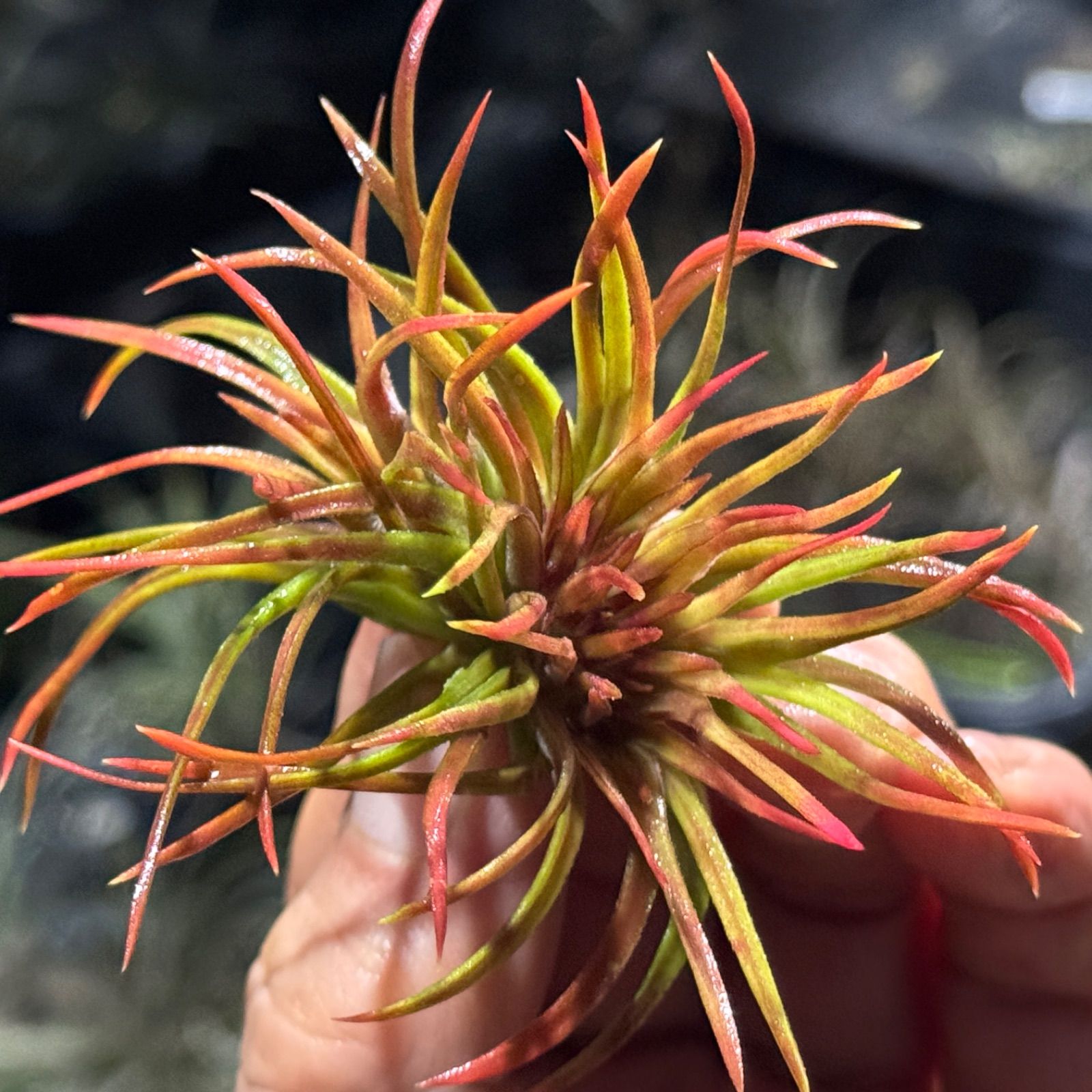 現品＊綺麗に紅葉＊綴化＊帯化＊チランジア イオナンタ クレステッド