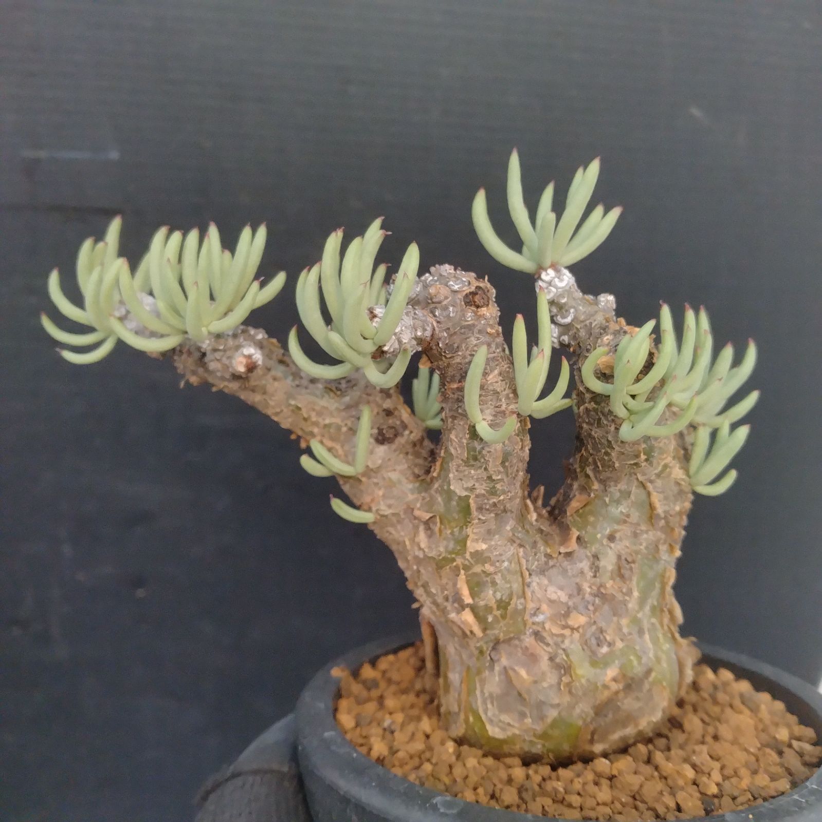 350日目チレコドン・ペアルソニー Tylecodon pearsonii 現地株の発根 