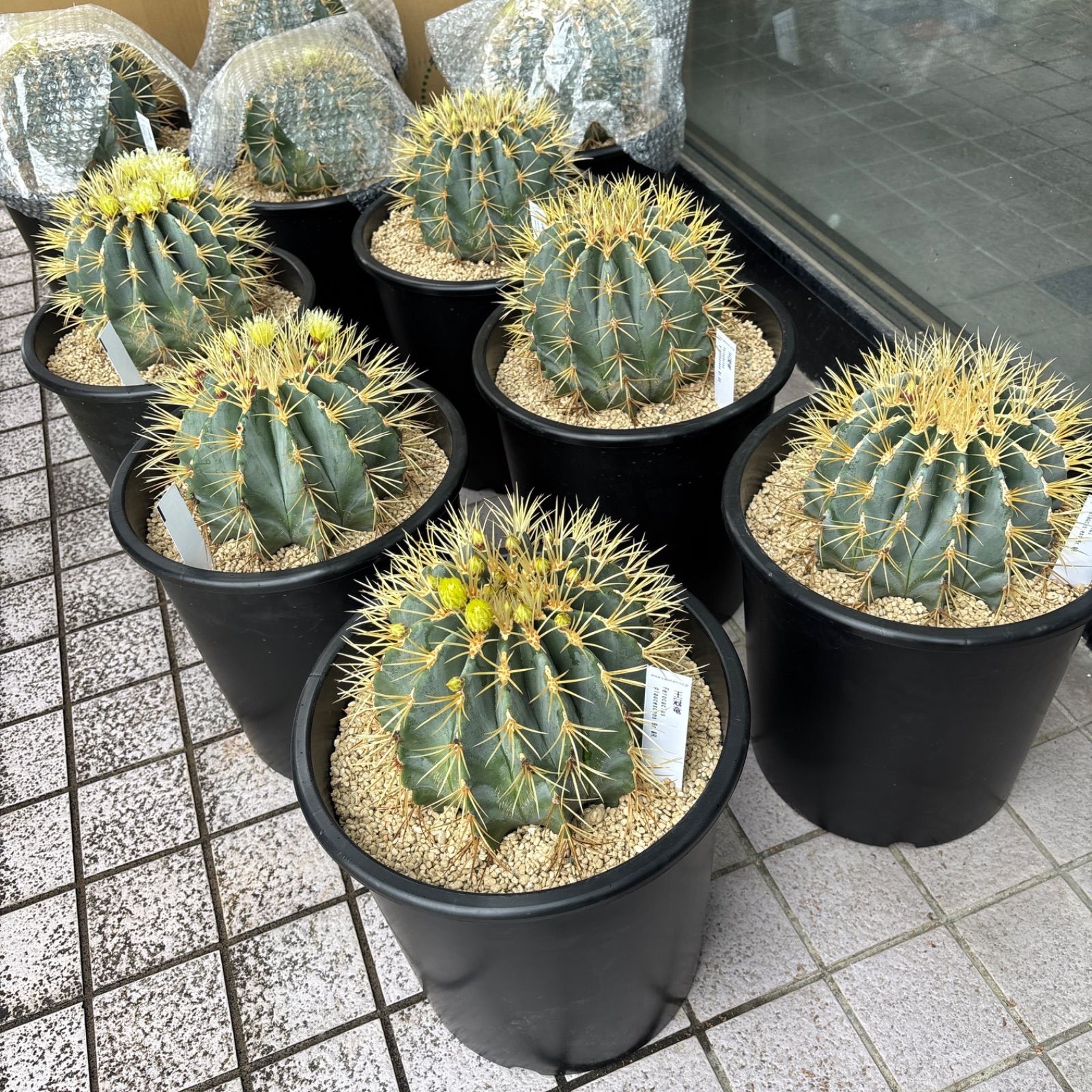 ①大株⭐︎サボテン⭐︎オウカンリュウ⭐︎王冠竜 ⭐︎8号 サボテン