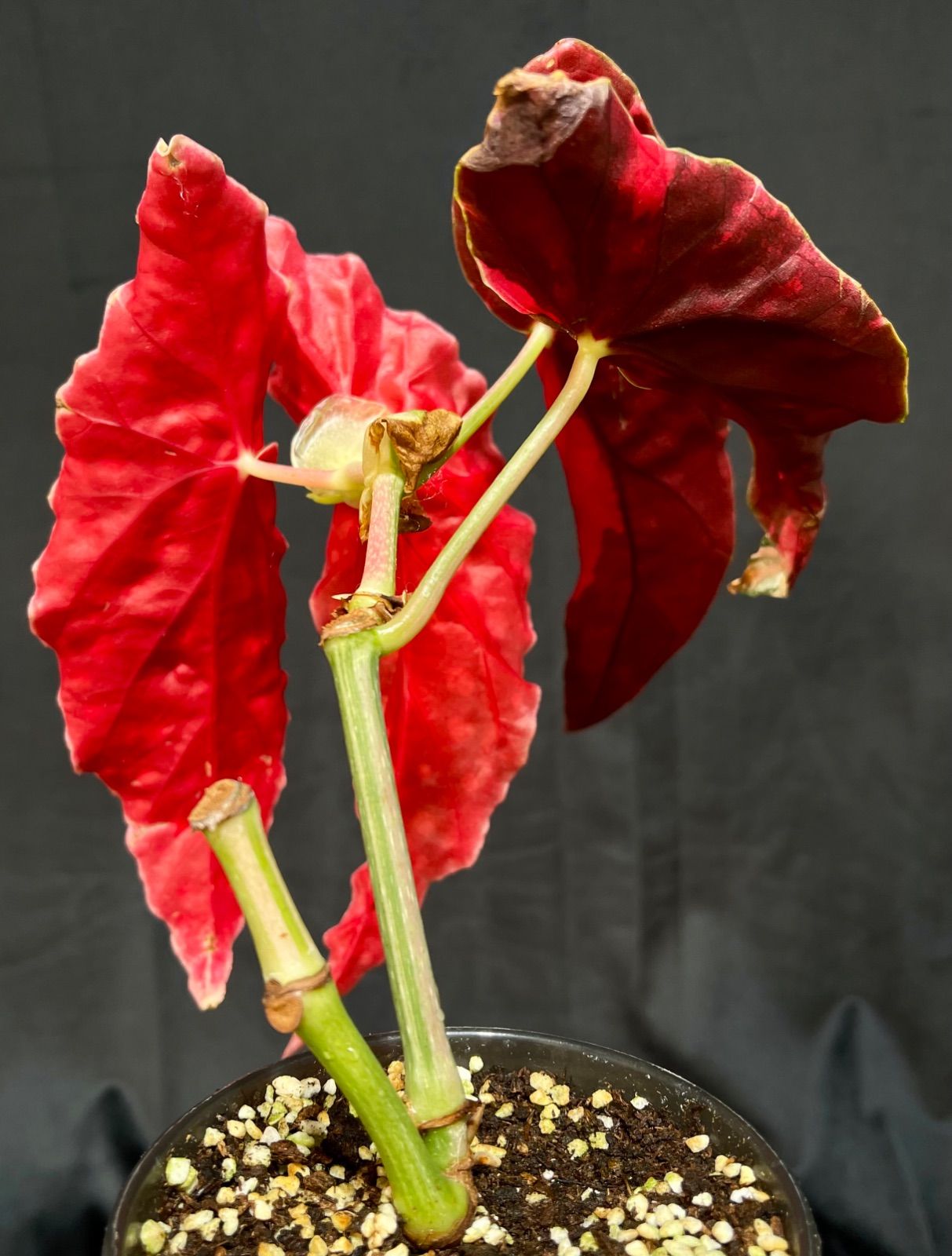 Begonia maculata 