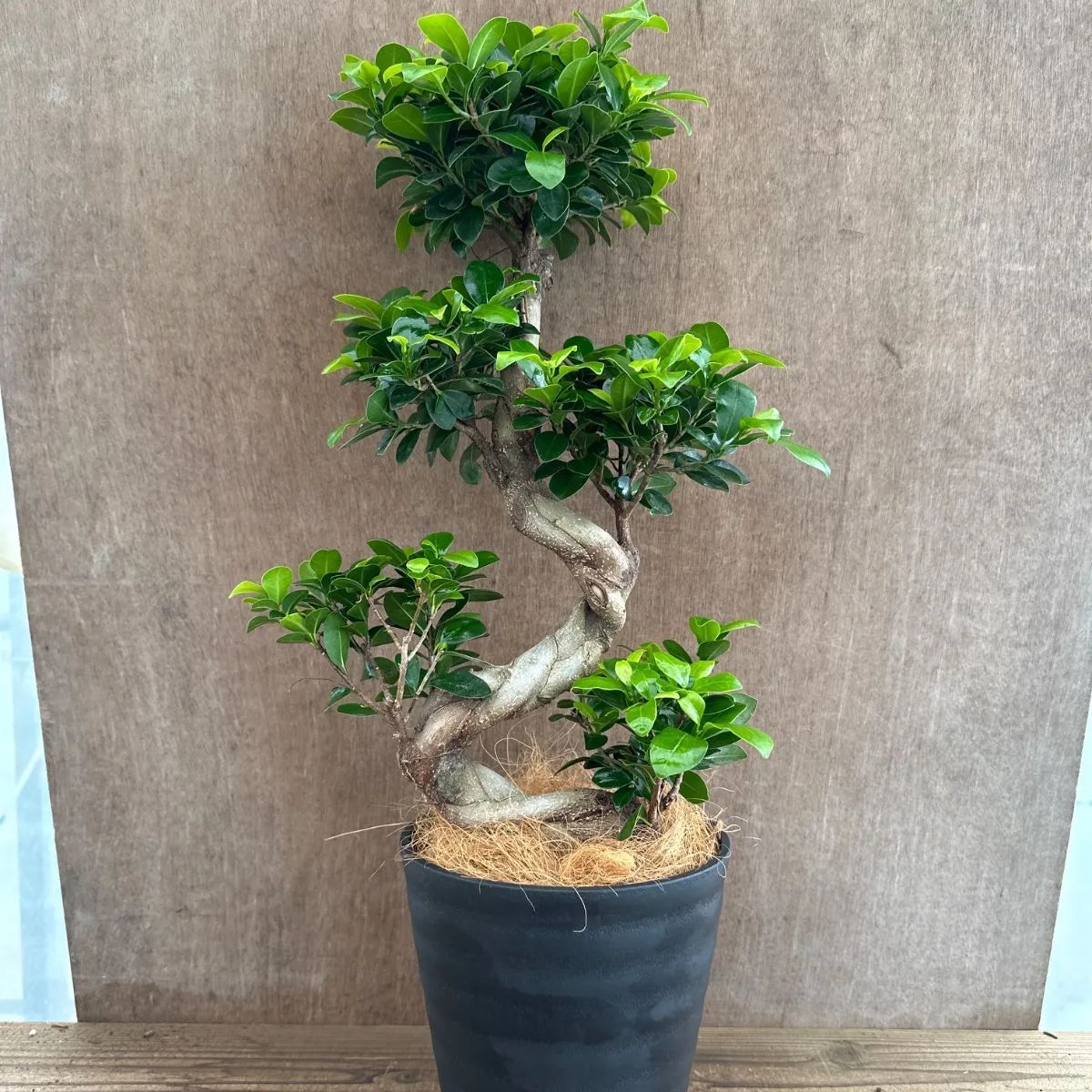 パンダガジュマル ② Ficus microcarpa 