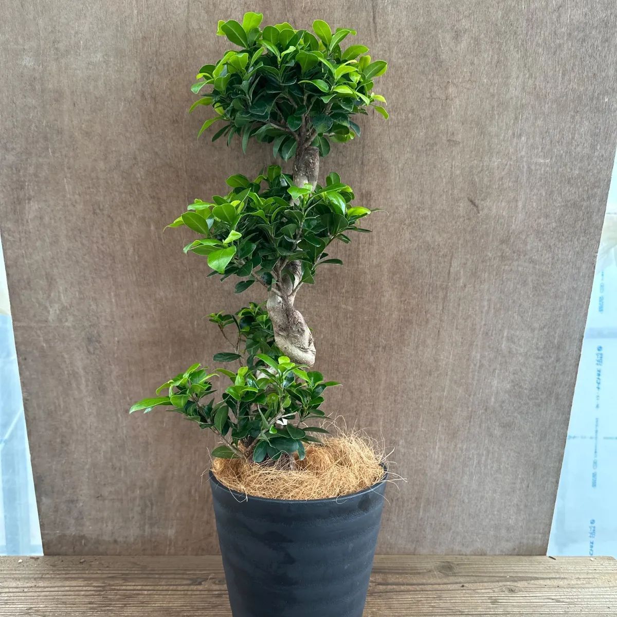パンダガジュマル ② Ficus microcarpa
