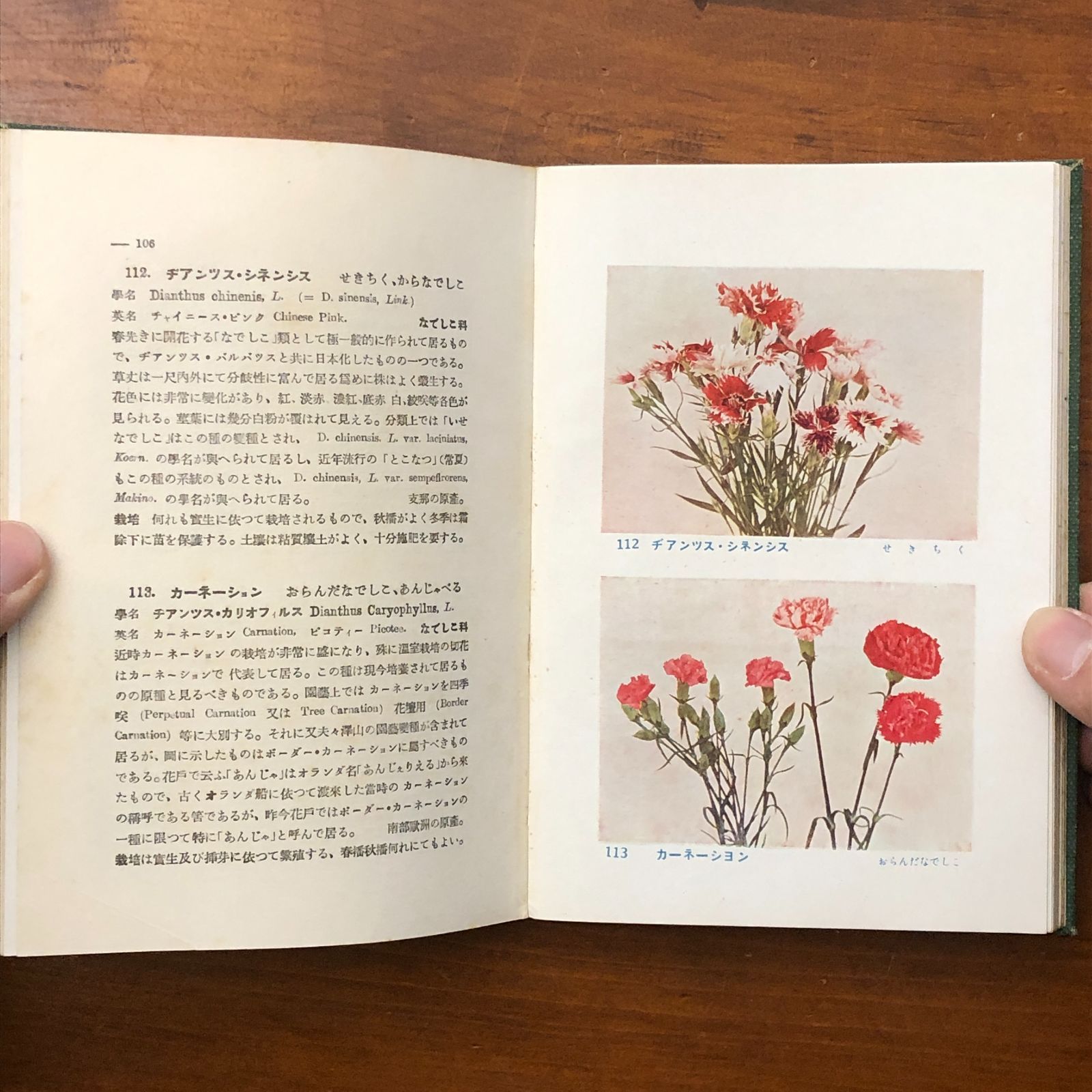 原色 園藝植物圖譜 1-5巻 5冊セット 石井勇義著/牧野富太郎校訂 誠