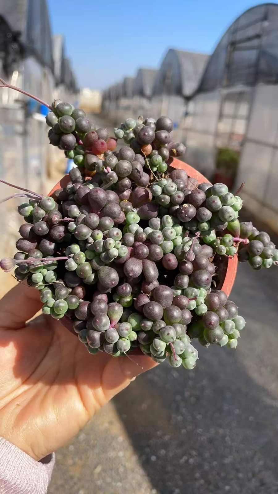 多肉植物 Z4760 ムラサキブドウ 18鉢 土鉢づき エケベリア セダム