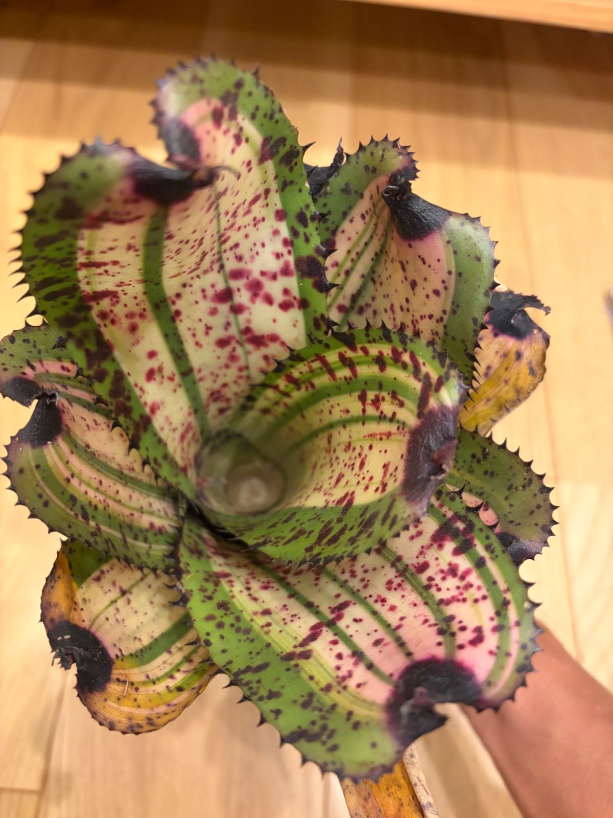 ネオレゲリア Neoregelia 