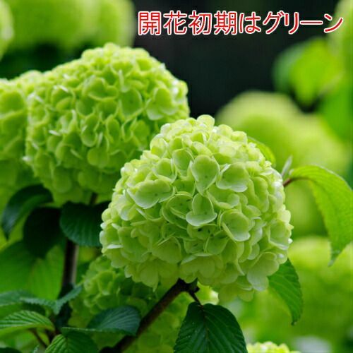 オオデマリ（大手毬）5号鉢（直径15cm）1個 落葉低木 テマリバナ 庭