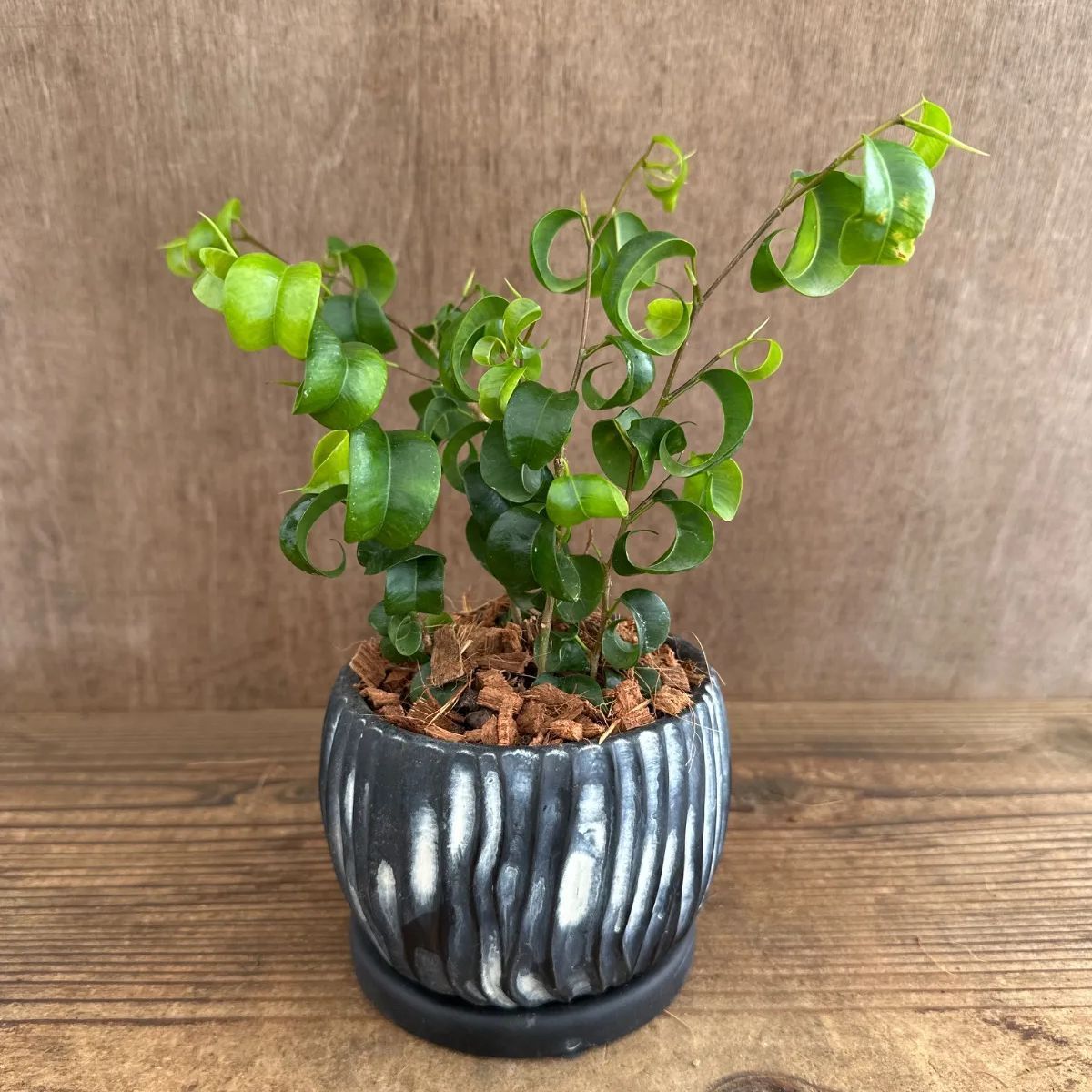 ベンジャミン バロック 小 陶器付き 現品 Ficus benjamina barok 陶器 