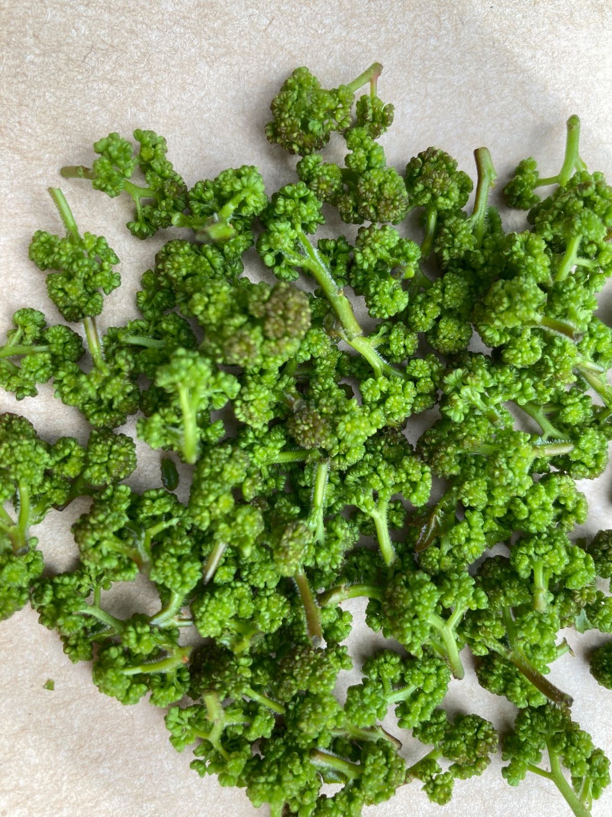 京都産 天然花山椒 50g 初物 - メルカリ