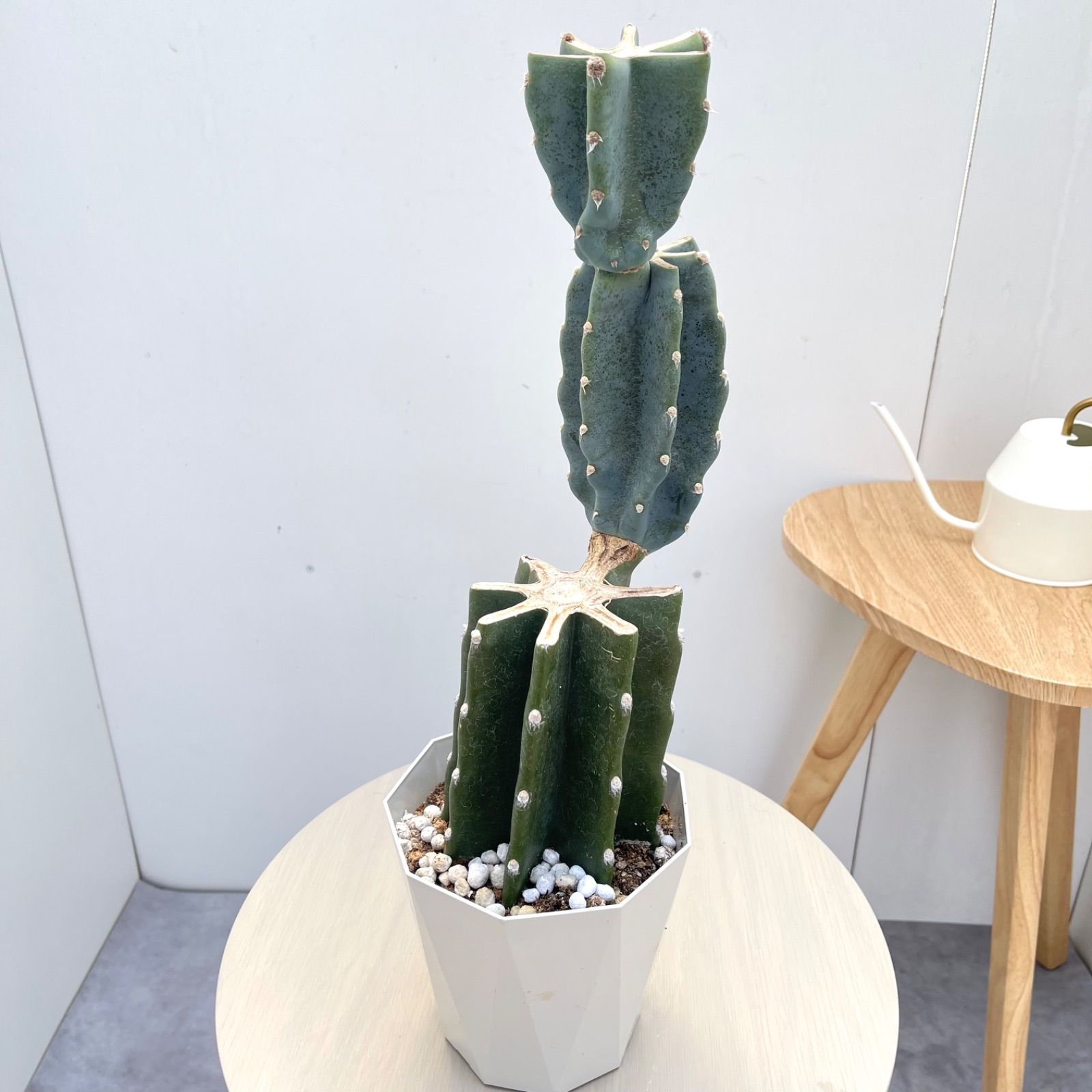 柱サボテン ブランチ 35【現品】観葉植物 室内 ドライガーデン 5 柱サボテン ブランチ 35【現品】観葉植物 室内 ドライガーデン 5