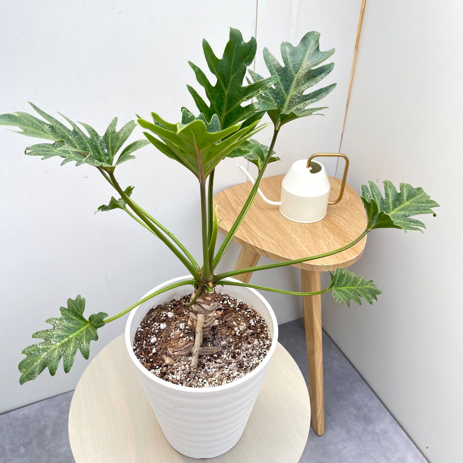 フィロデンドロン ジャイアントザナドゥ 幹上がり 5【現品】観葉植物