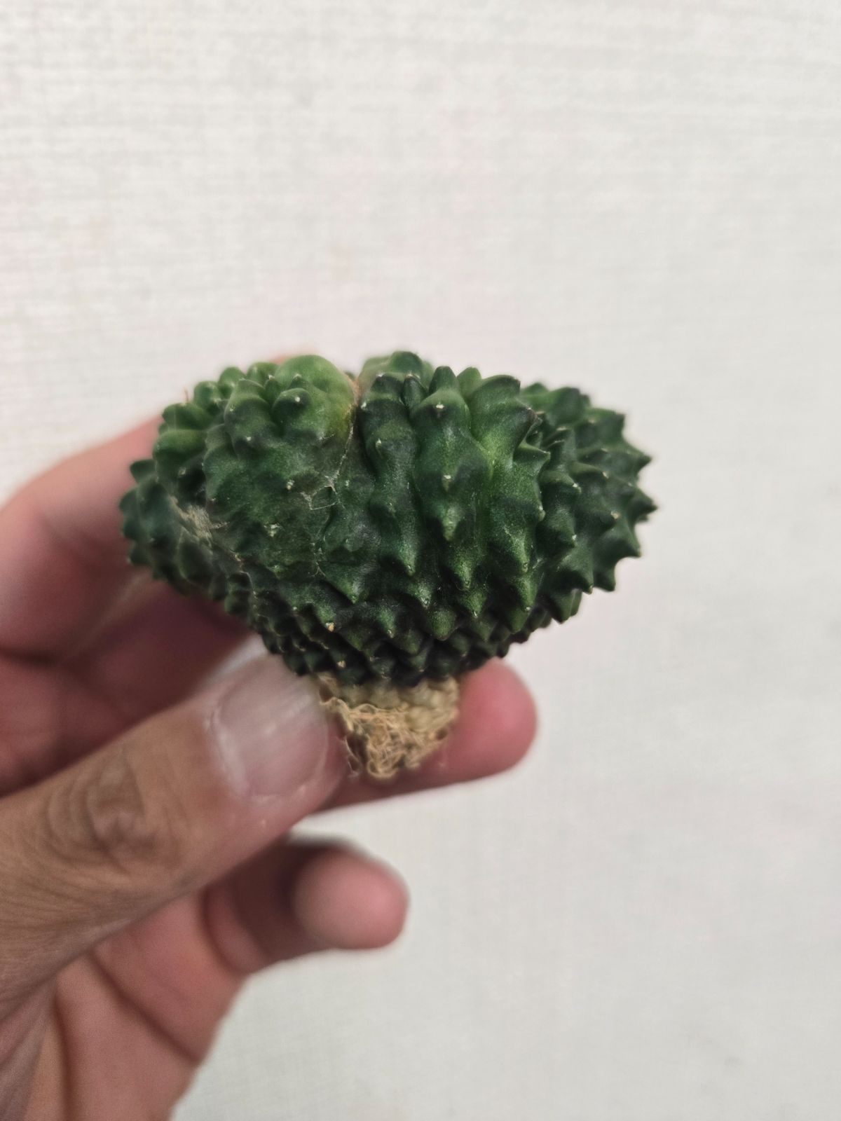 ギムノカリキウム☆多頭！ トゲ無し綴化①大特価 - メルカリ
