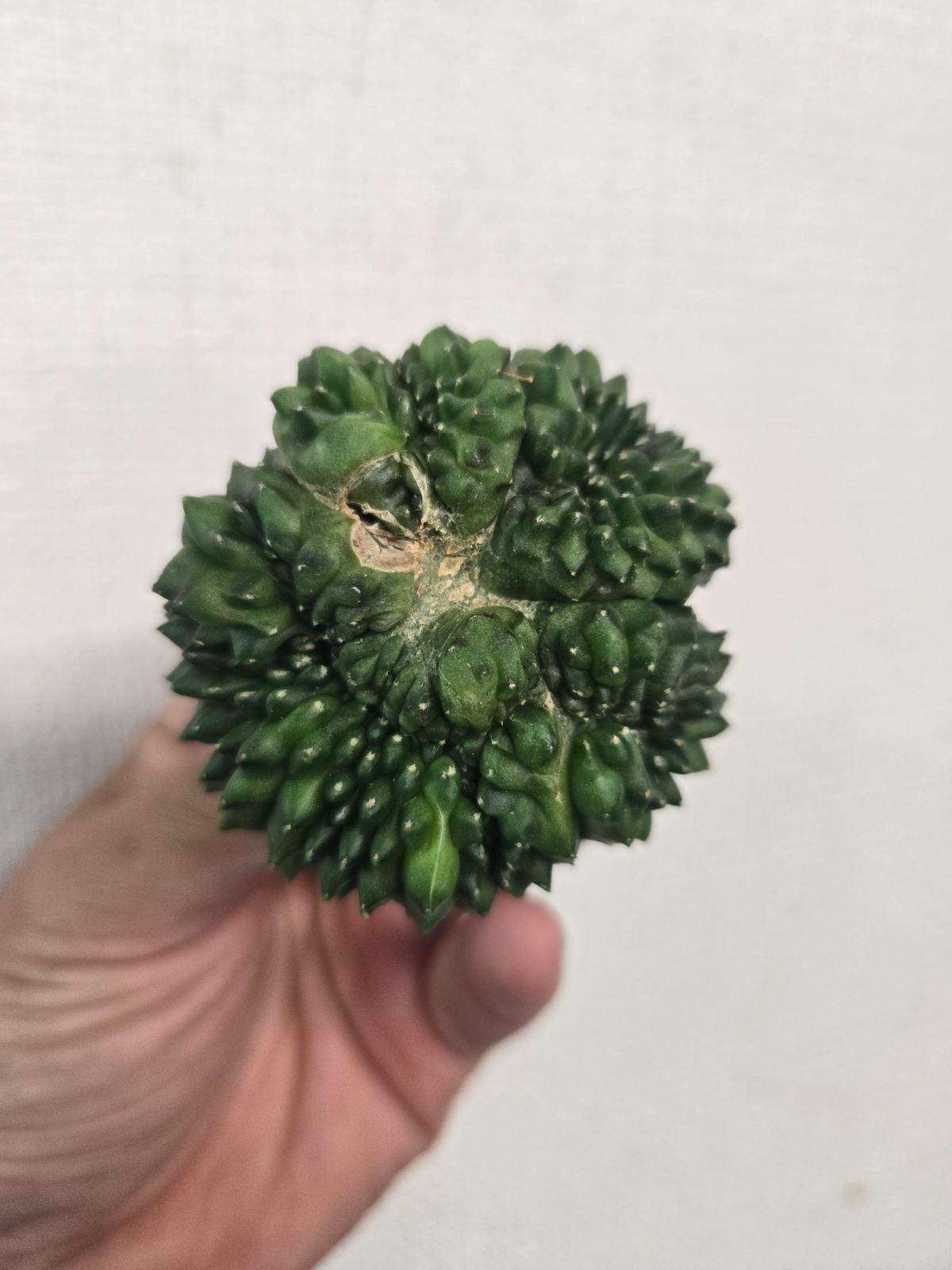 ギムノカリキウム☆多頭！ トゲ無し綴化①大特価 - メルカリ