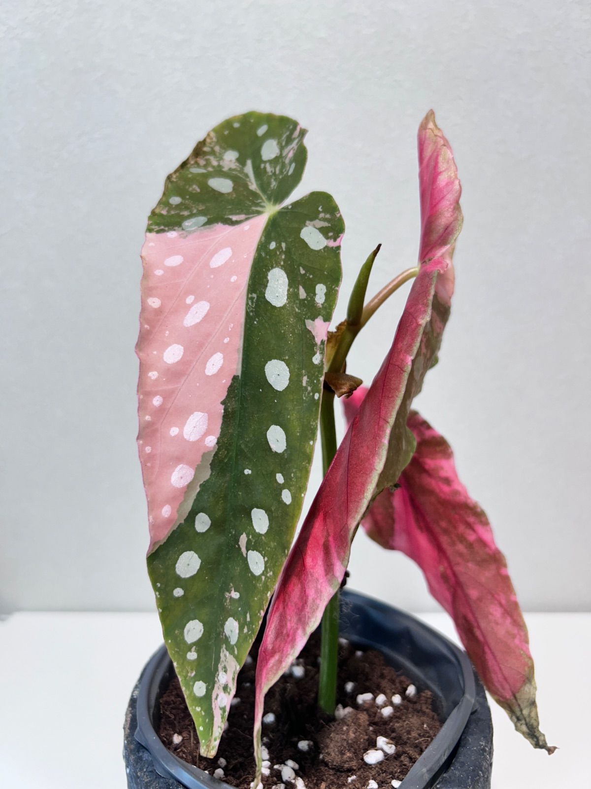 観葉植物 【希少】 ベゴニア マクラータ 斑入り ピンク