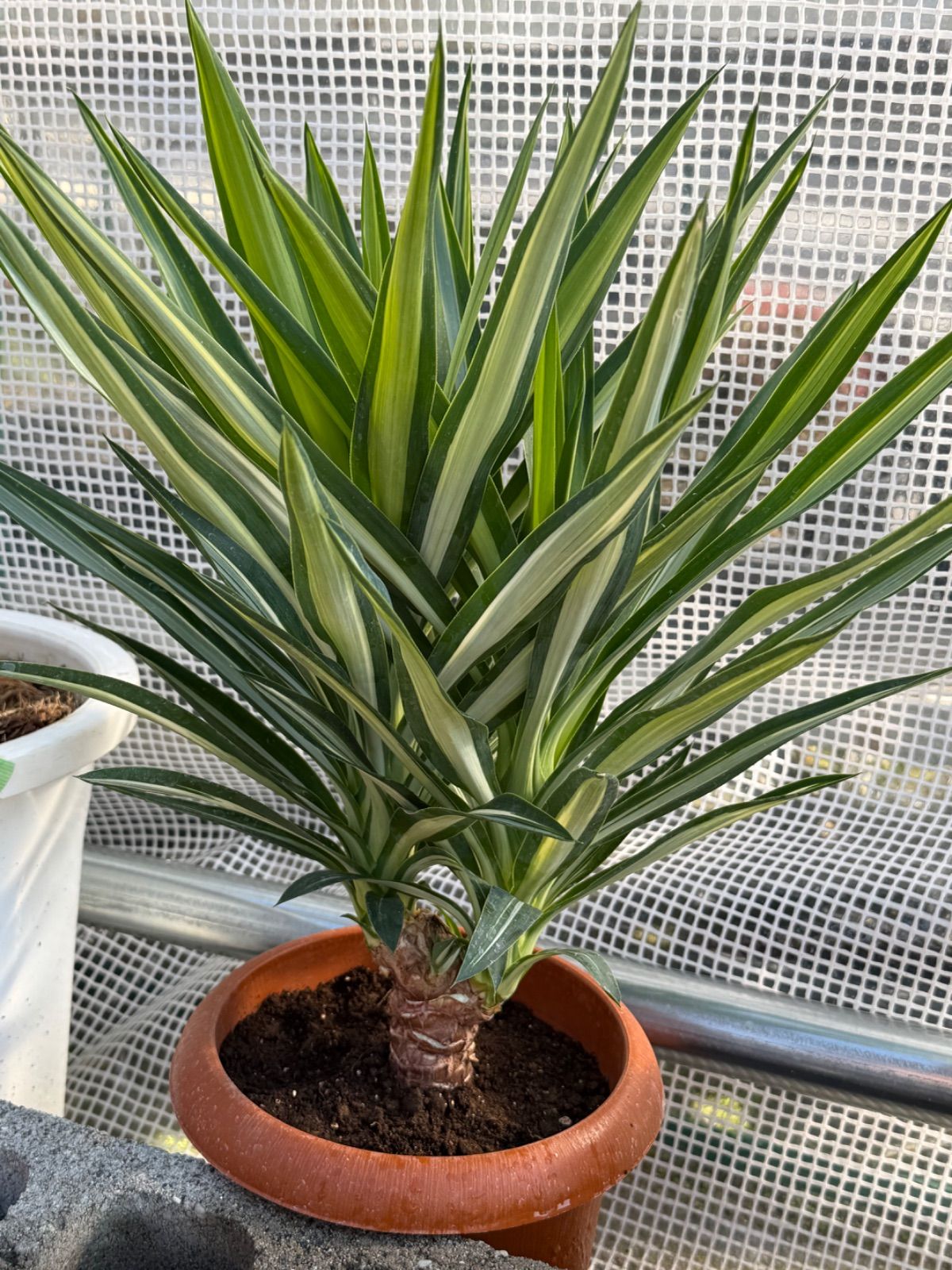 ユッカ 観葉植物　美株 ユッカ 観葉植物 美株 【公式通販】