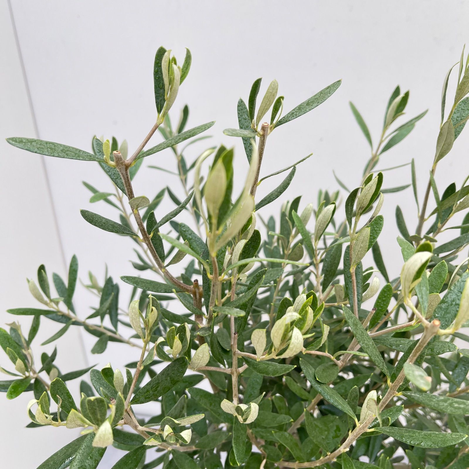 オリーブ チプレッシーノ 34【現品】観葉植物 創樹 SOUJU 7号 - メルカリ