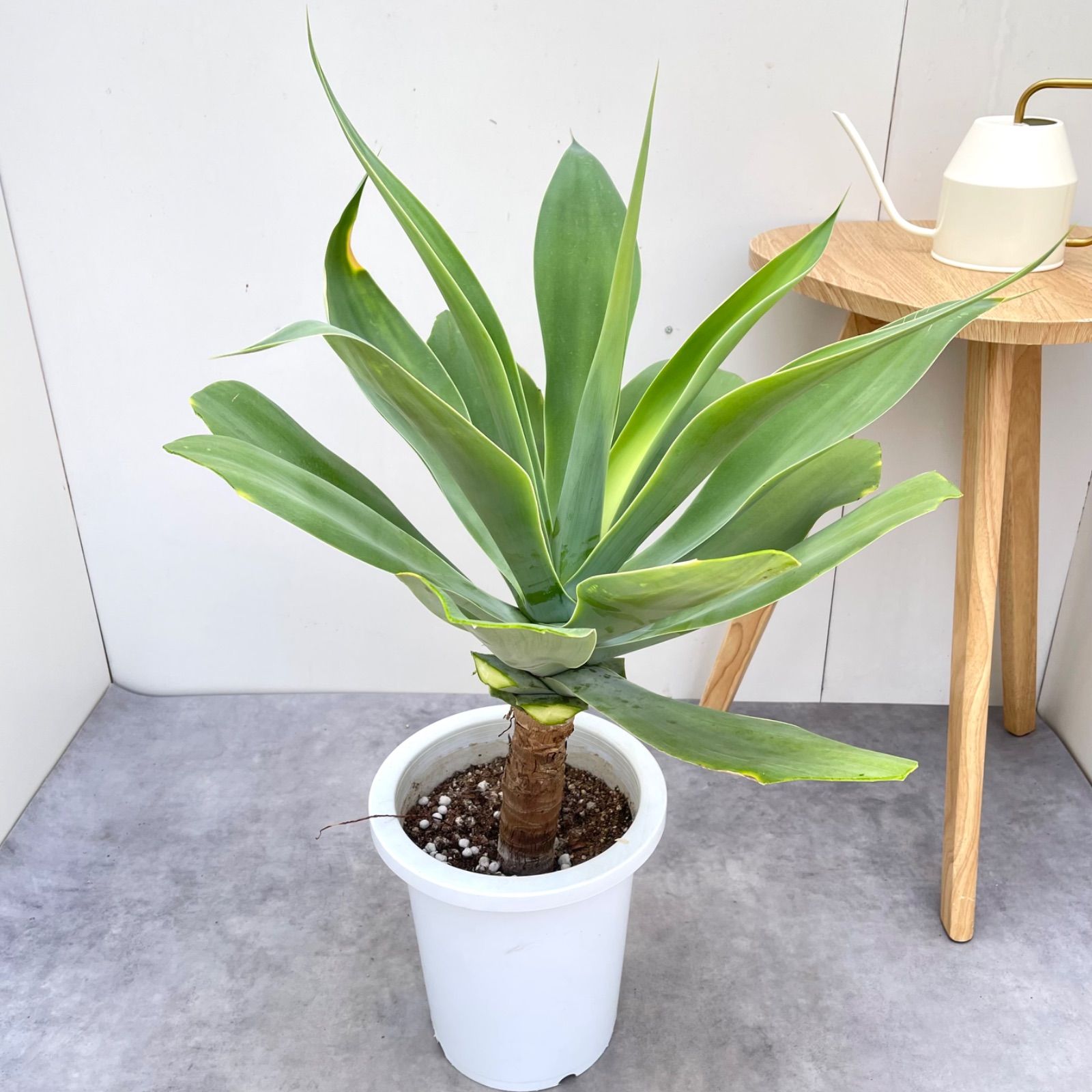 アガベ アテナータ 2【現品】観葉植物 大型 屋外 - メルカリ