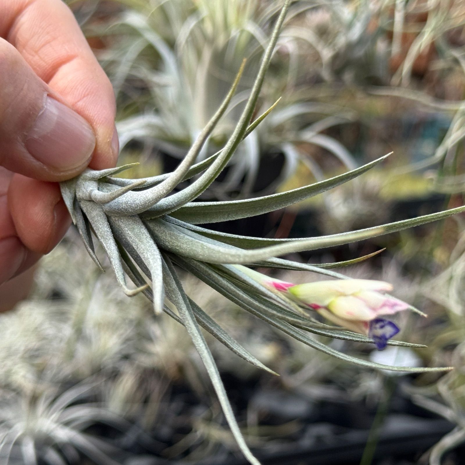 現品＊ チランジア アエラントス マージナータ Tillandsia aeranthos
