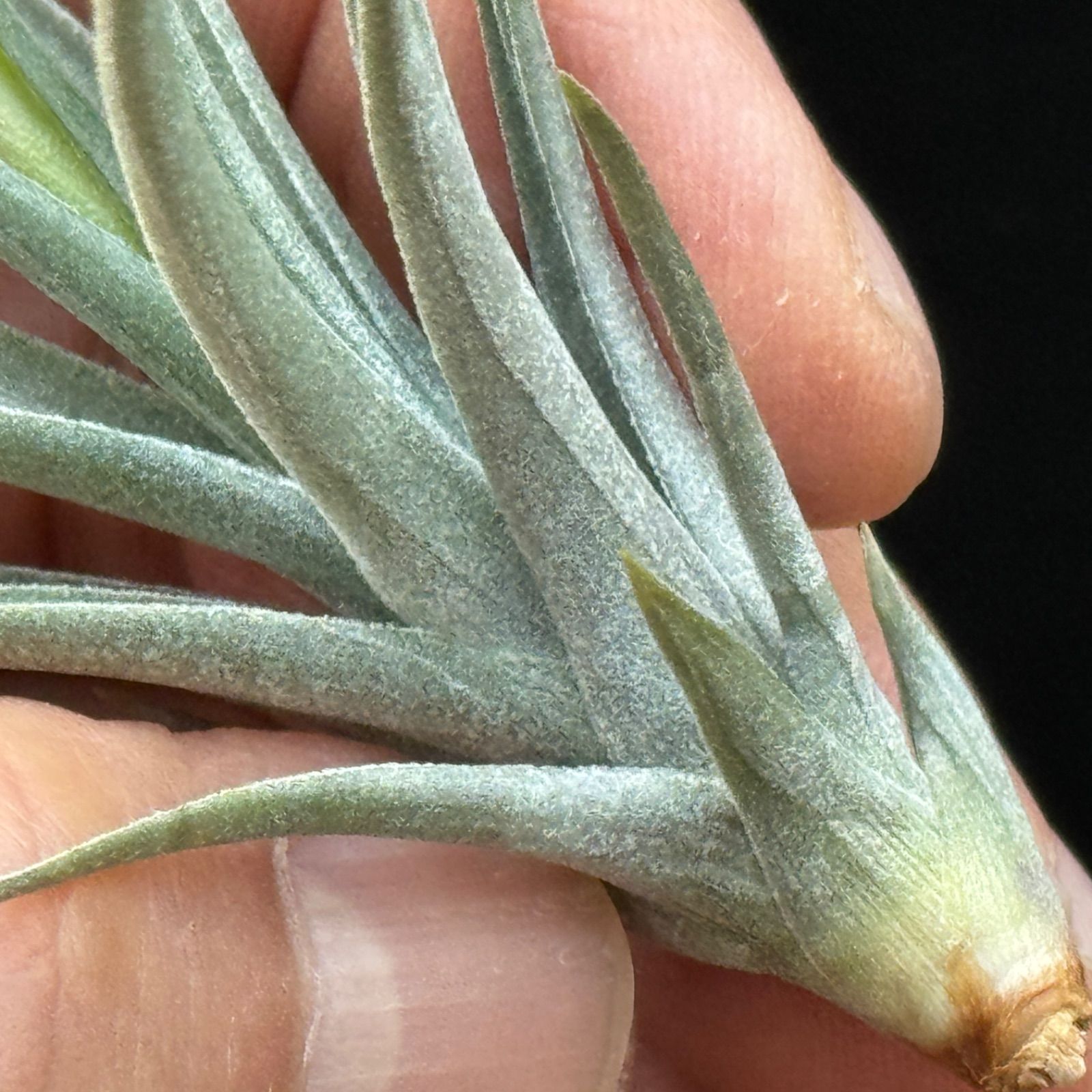 現品＊ チランジア アエラントス マージナータ Tillandsia aeranthos