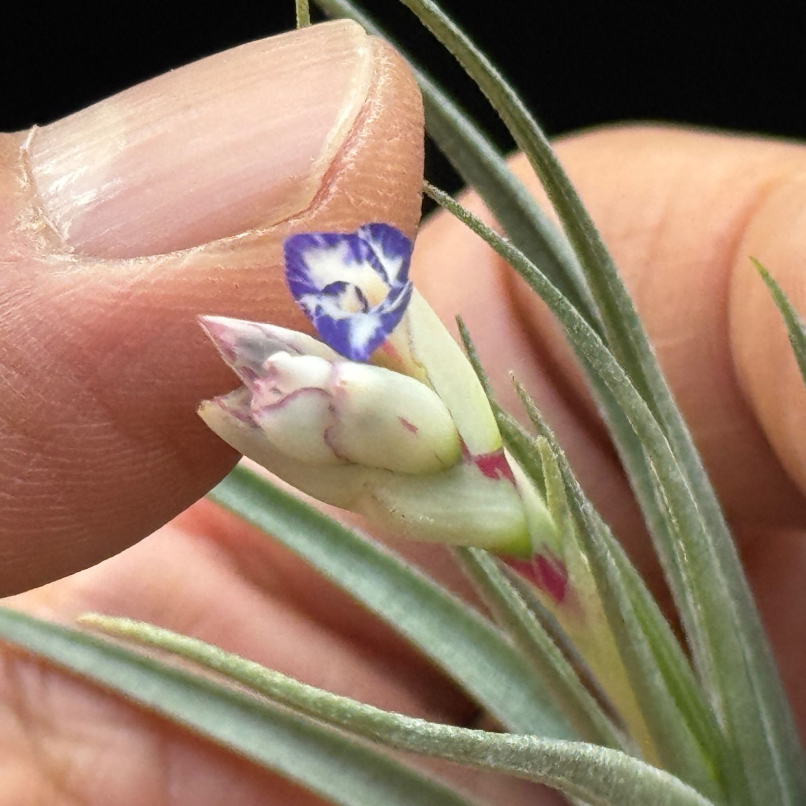 現品＊ チランジア アエラントス マージナータ Tillandsia aeranthos