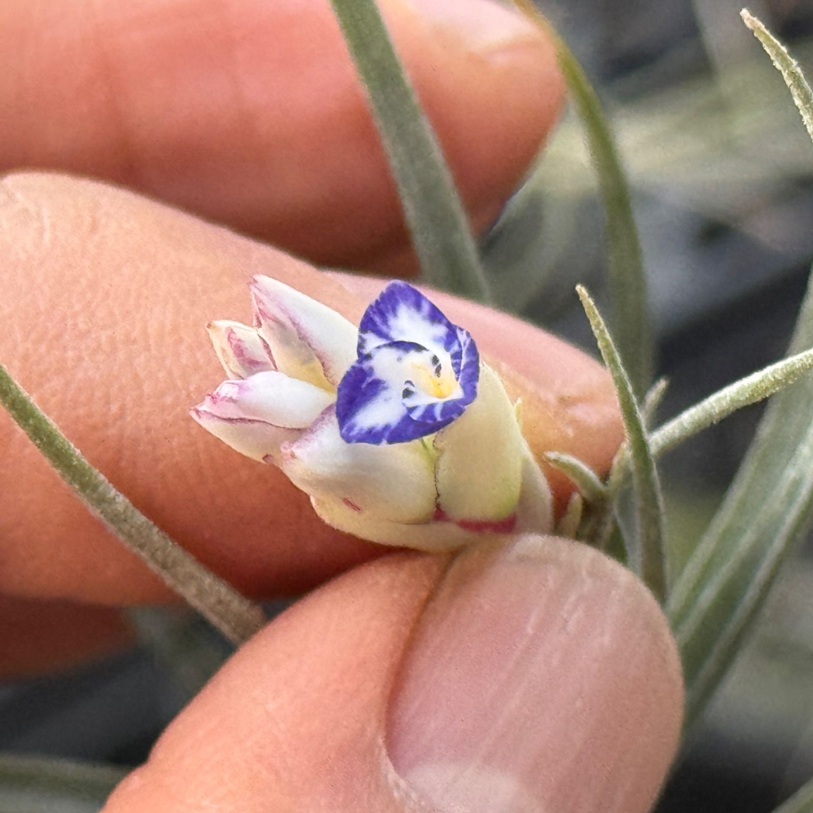 現品＊ チランジア アエラントス マージナータ Tillandsia aeranthos