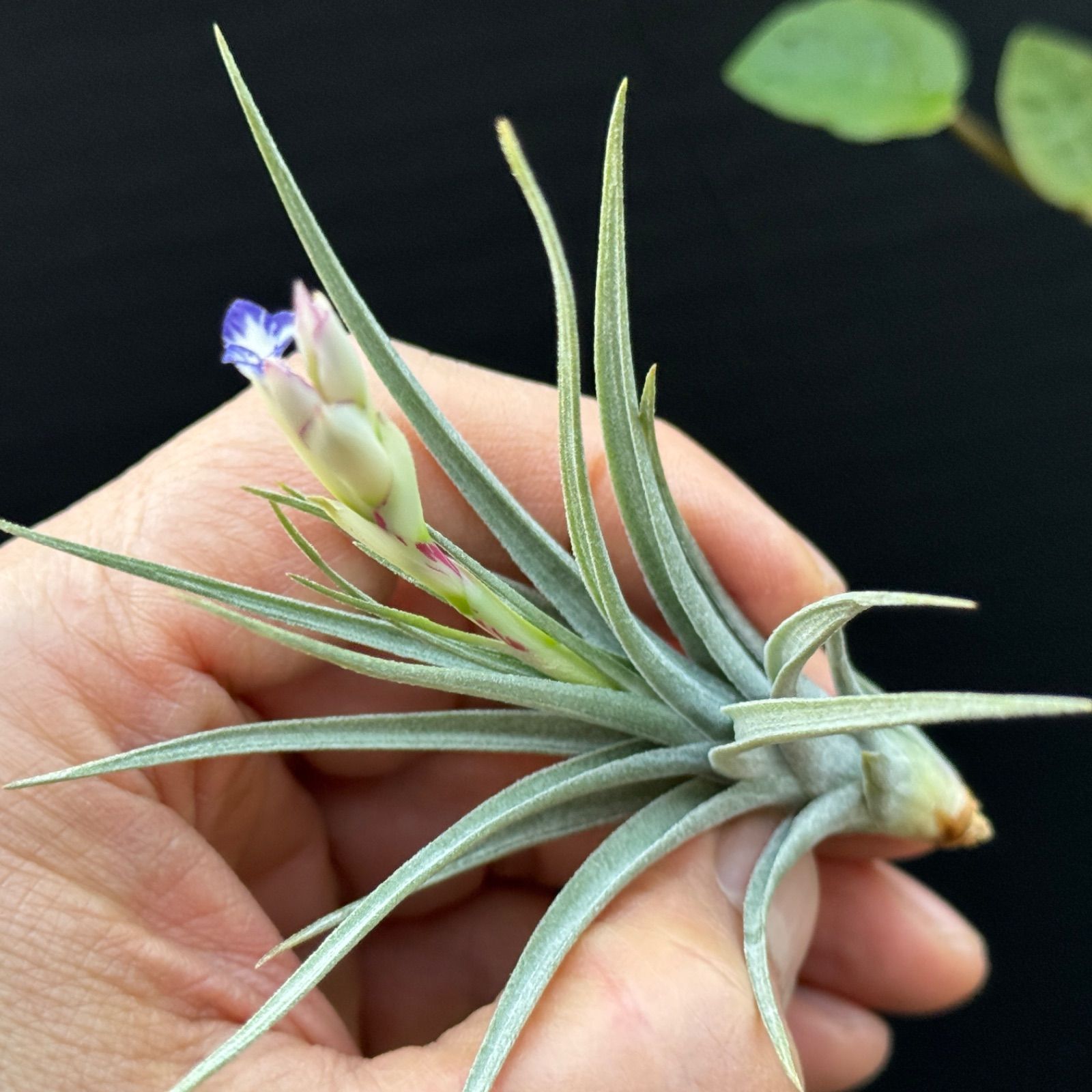 現品＊ チランジア アエラントス マージナータ Tillandsia aeranthos