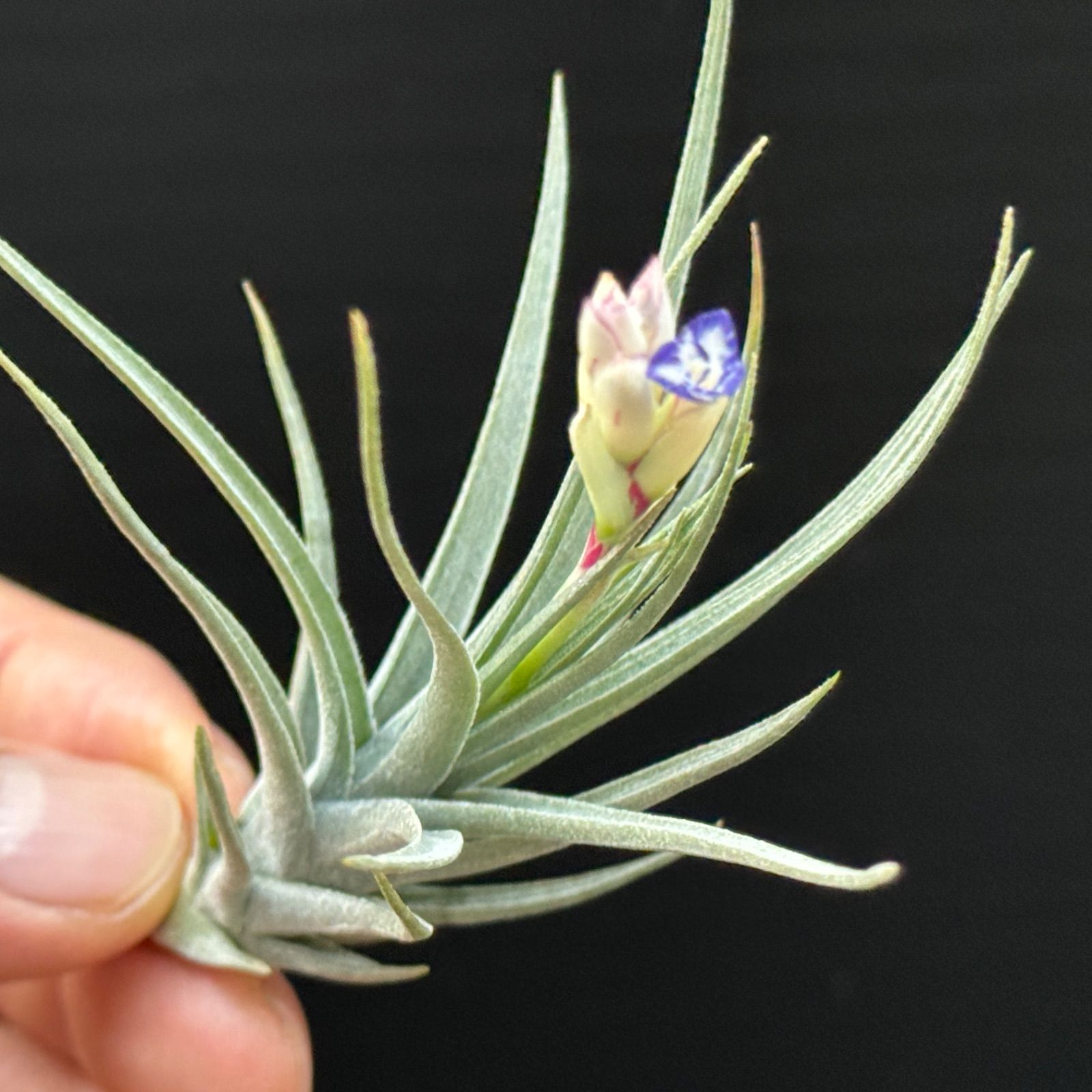 Tillandsia Aeranthos Marginata 速達発送 現品＊ チランジア アエラントス マージナータ Tillandsia aeranthos