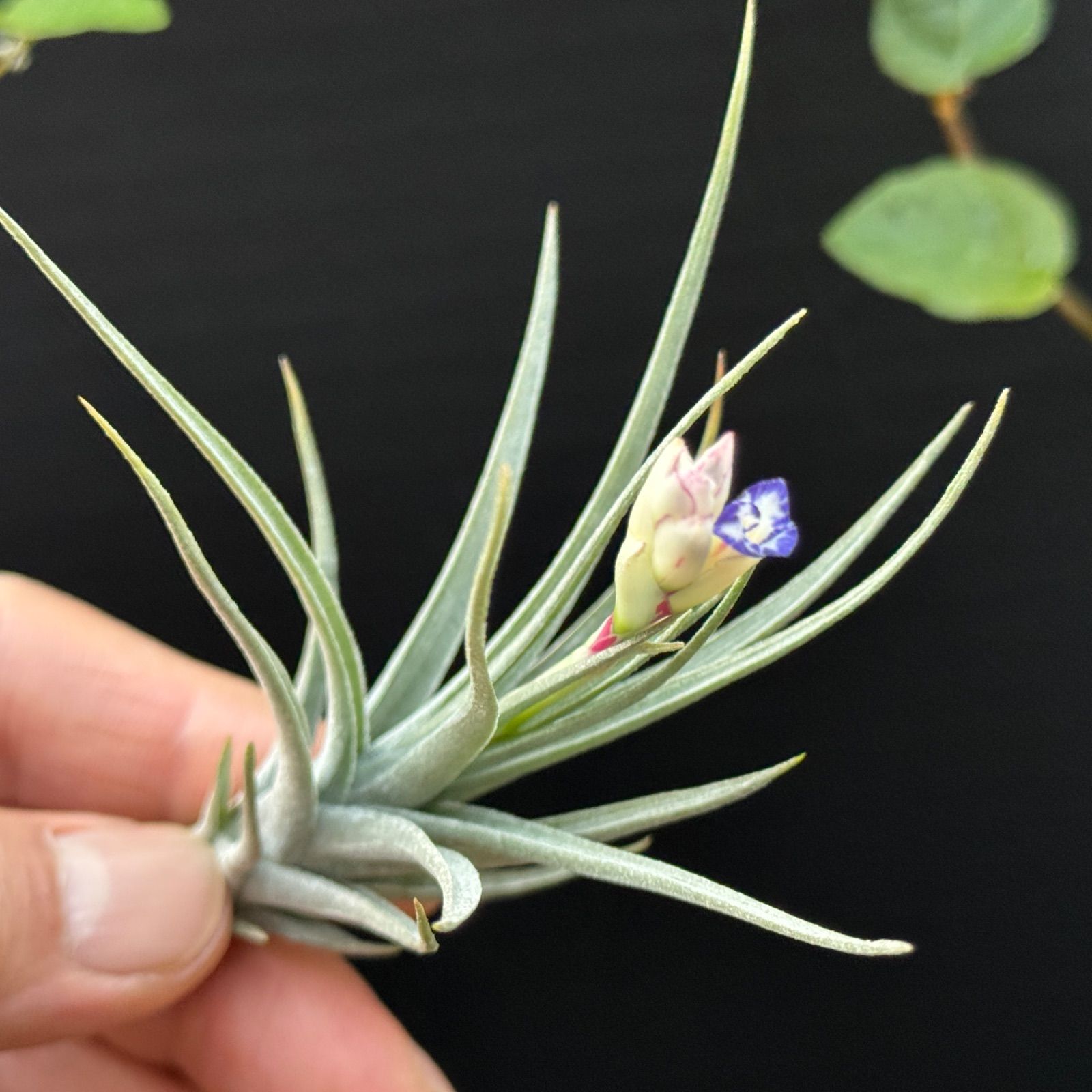 現品＊ チランジア アエラントス マージナータ Tillandsia aeranthos
