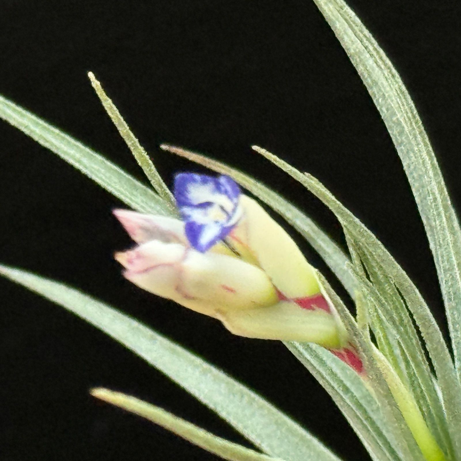 現品＊ チランジア アエラントス マージナータ Tillandsia aeranthos