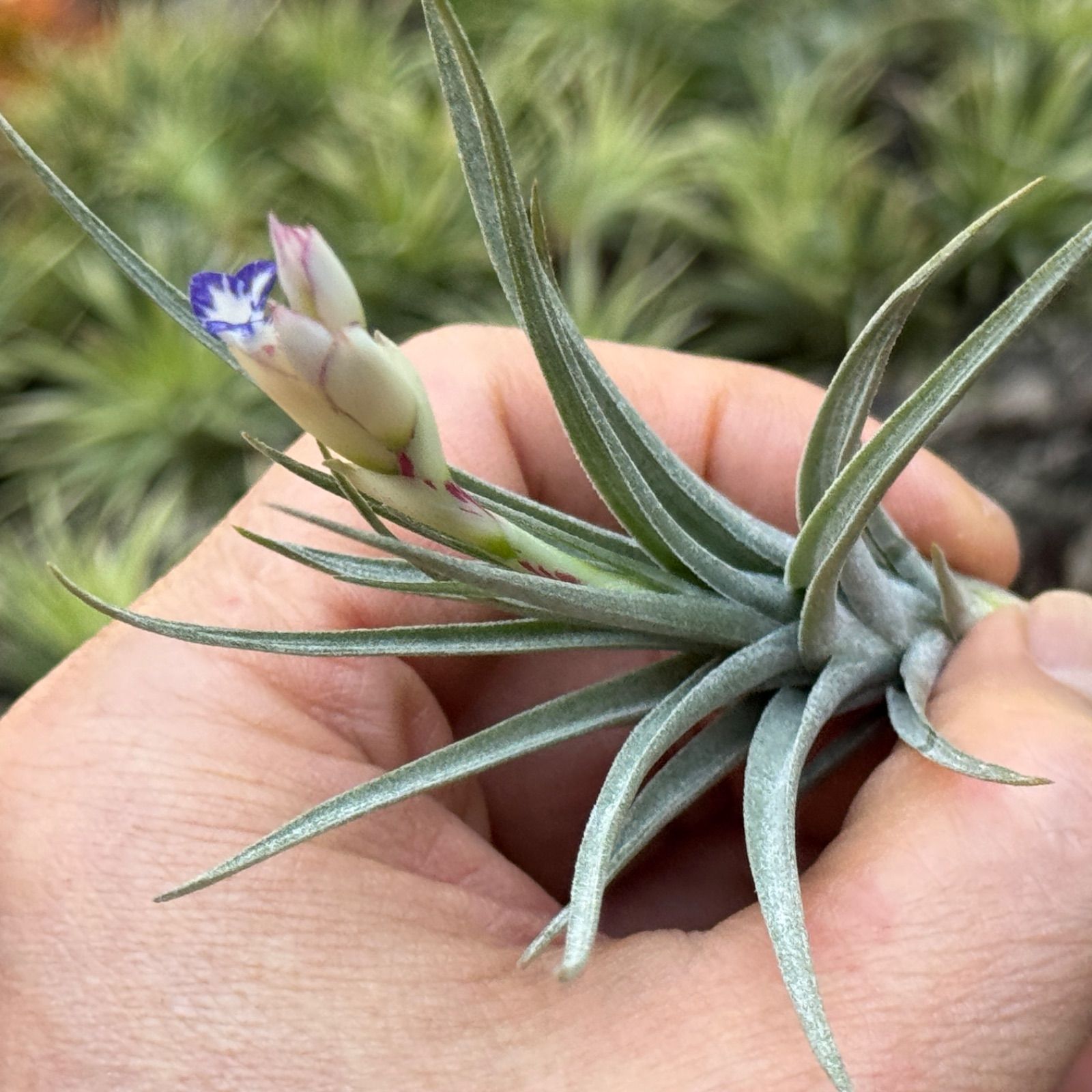 現品＊ チランジア アエラントス マージナータ Tillandsia aeranthos