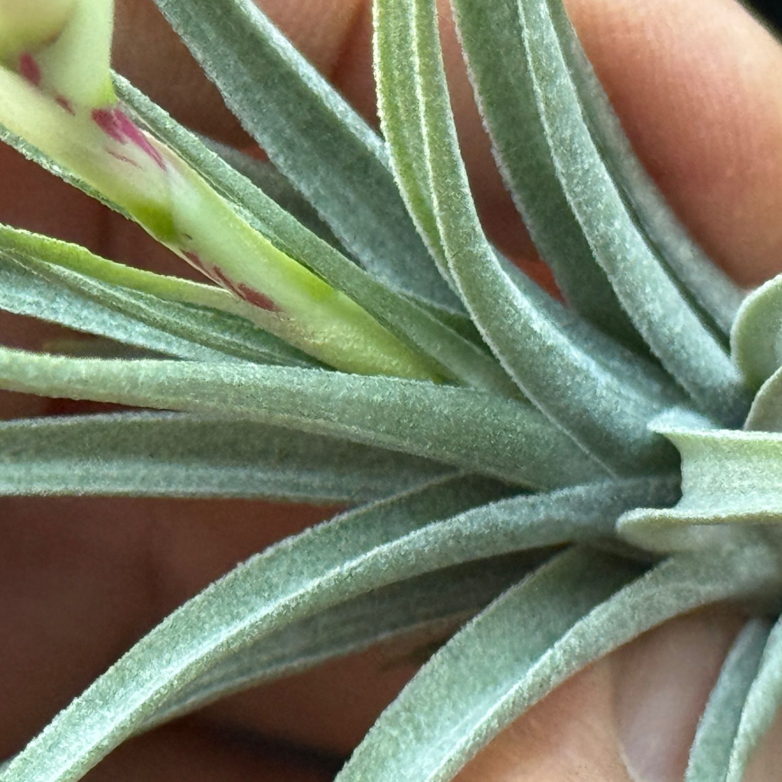現品＊ チランジア アエラントス マージナータ Tillandsia aeranthos