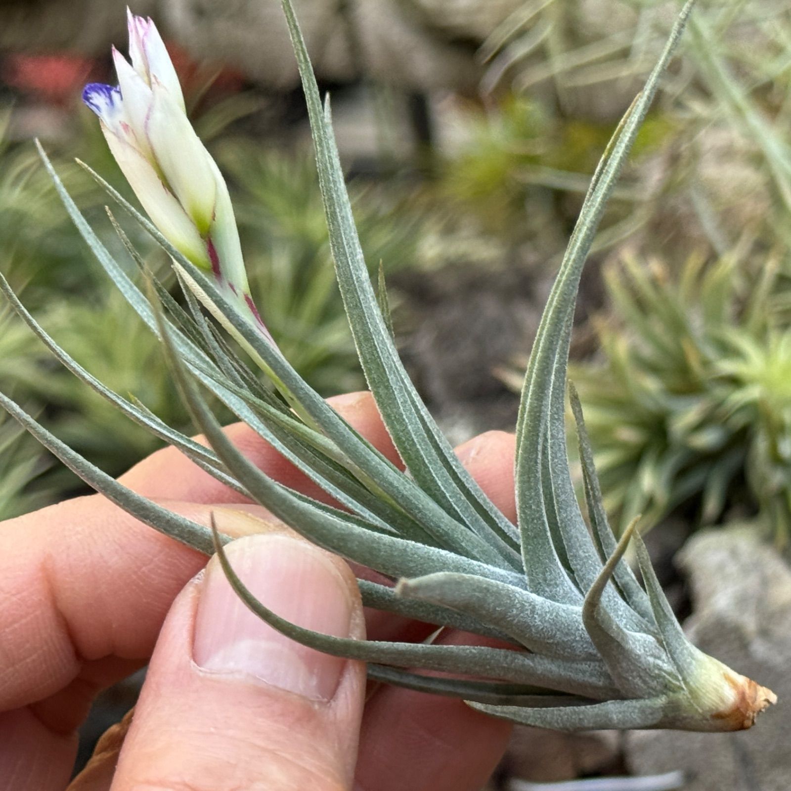現品＊ チランジア アエラントス マージナータ Tillandsia aeranthos