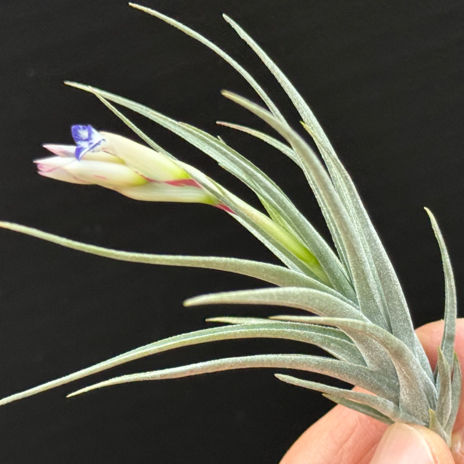 Tillandsia Aeranthos Marginata 速達発送 現品＊ チランジア アエラントス マージナータ Tillandsia aeranthos