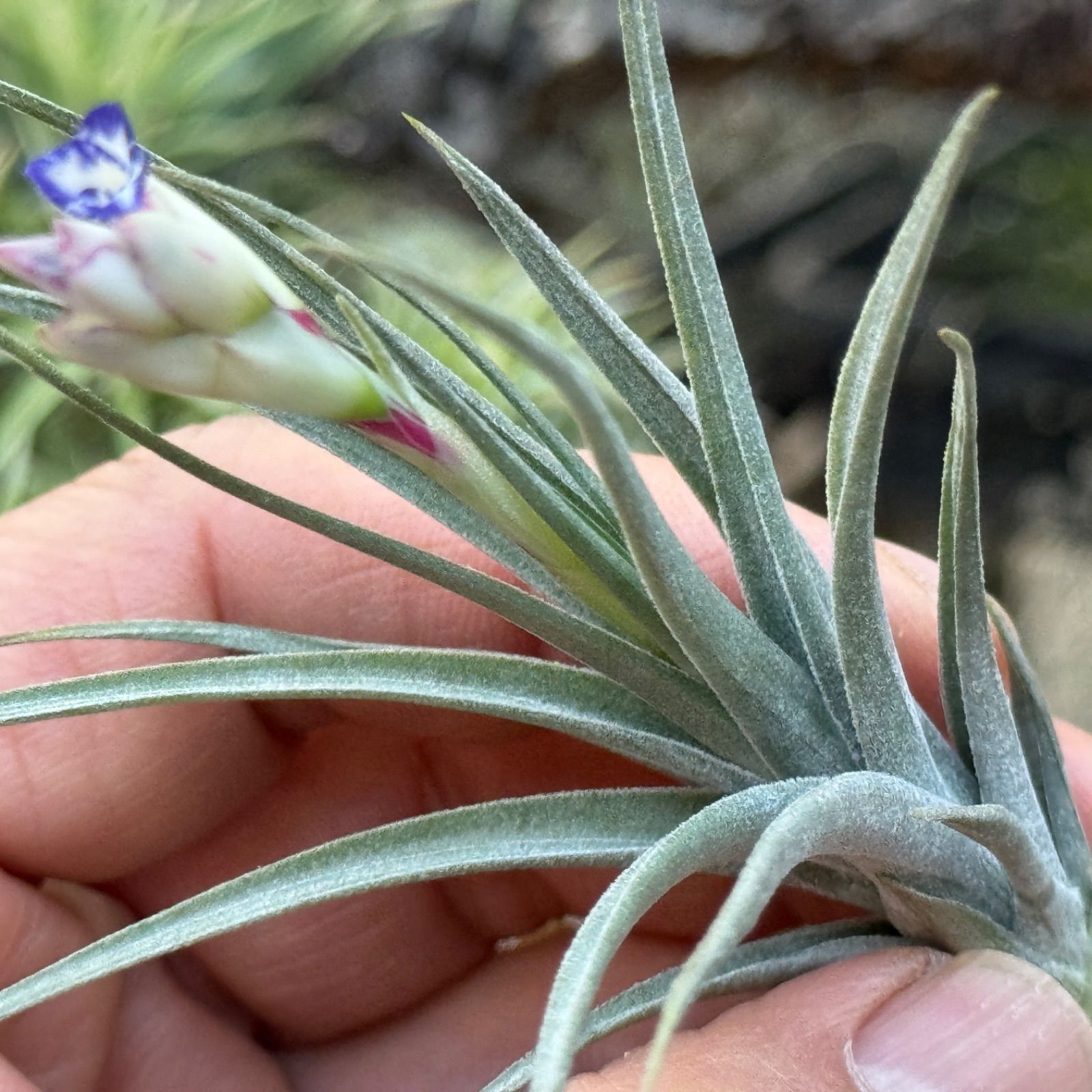 現品＊ チランジア アエラントス マージナータ Tillandsia aeranthos