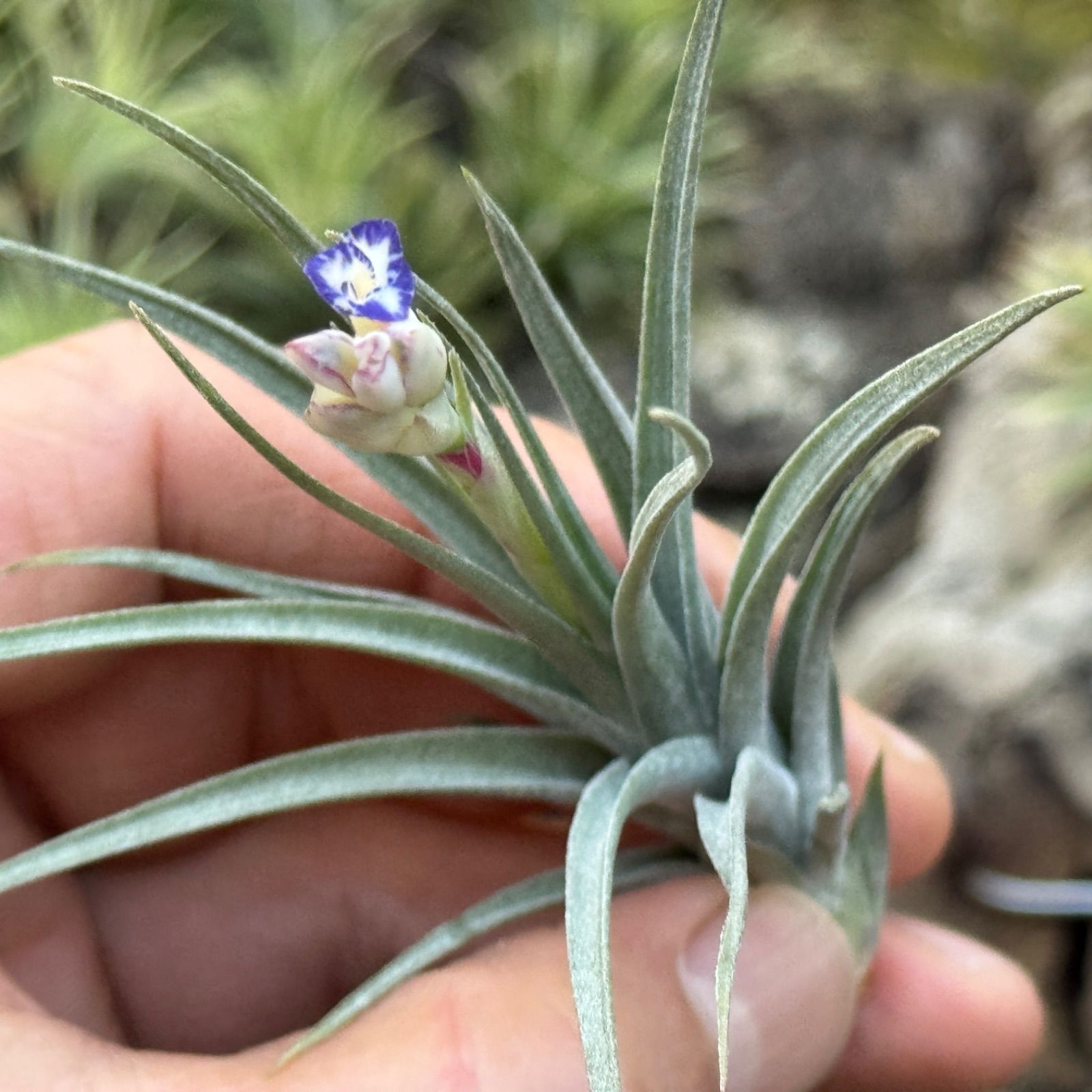 現品＊ チランジア アエラントス マージナータ Tillandsia aeranthos