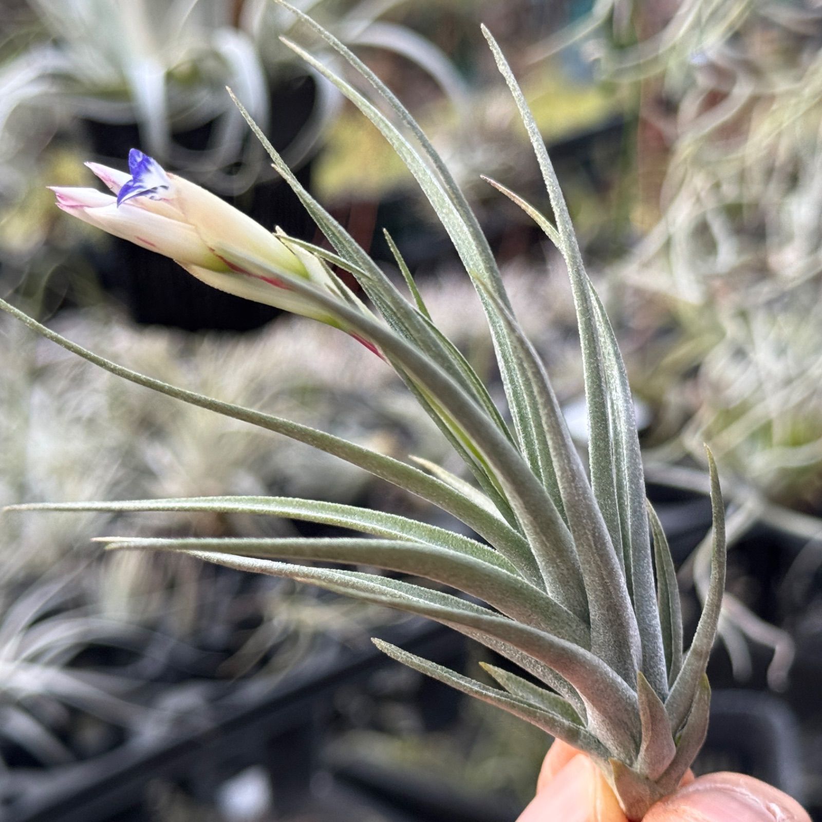 現品＊ チランジア アエラントス マージナータ Tillandsia aeranthos