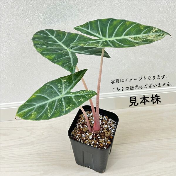 アロカシア ピンクドラゴン 斑入り 2.5号 幼苗 ネガミエル Alocasia