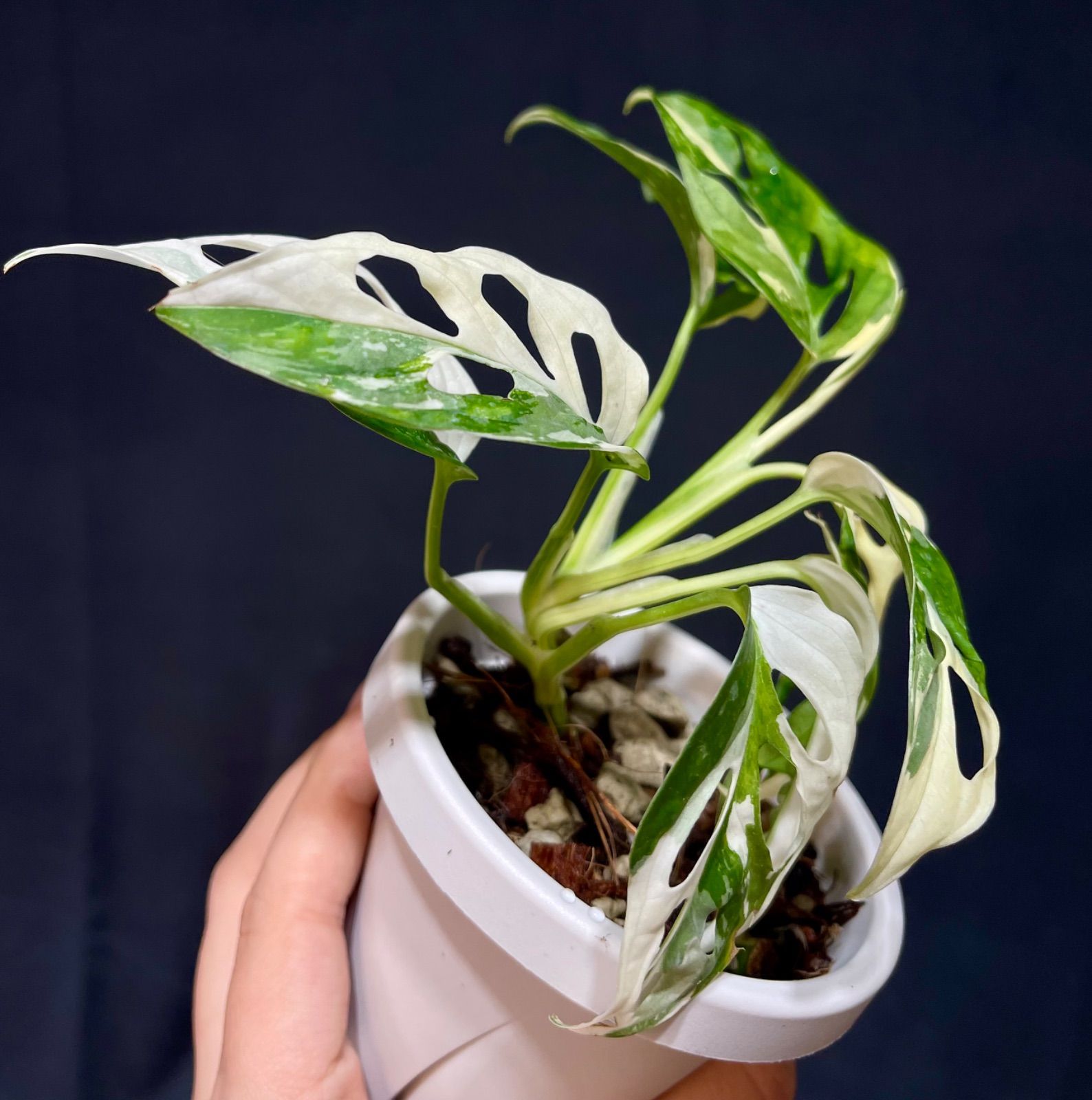Caladium The Only One In the Universeカラジウム ユニバース