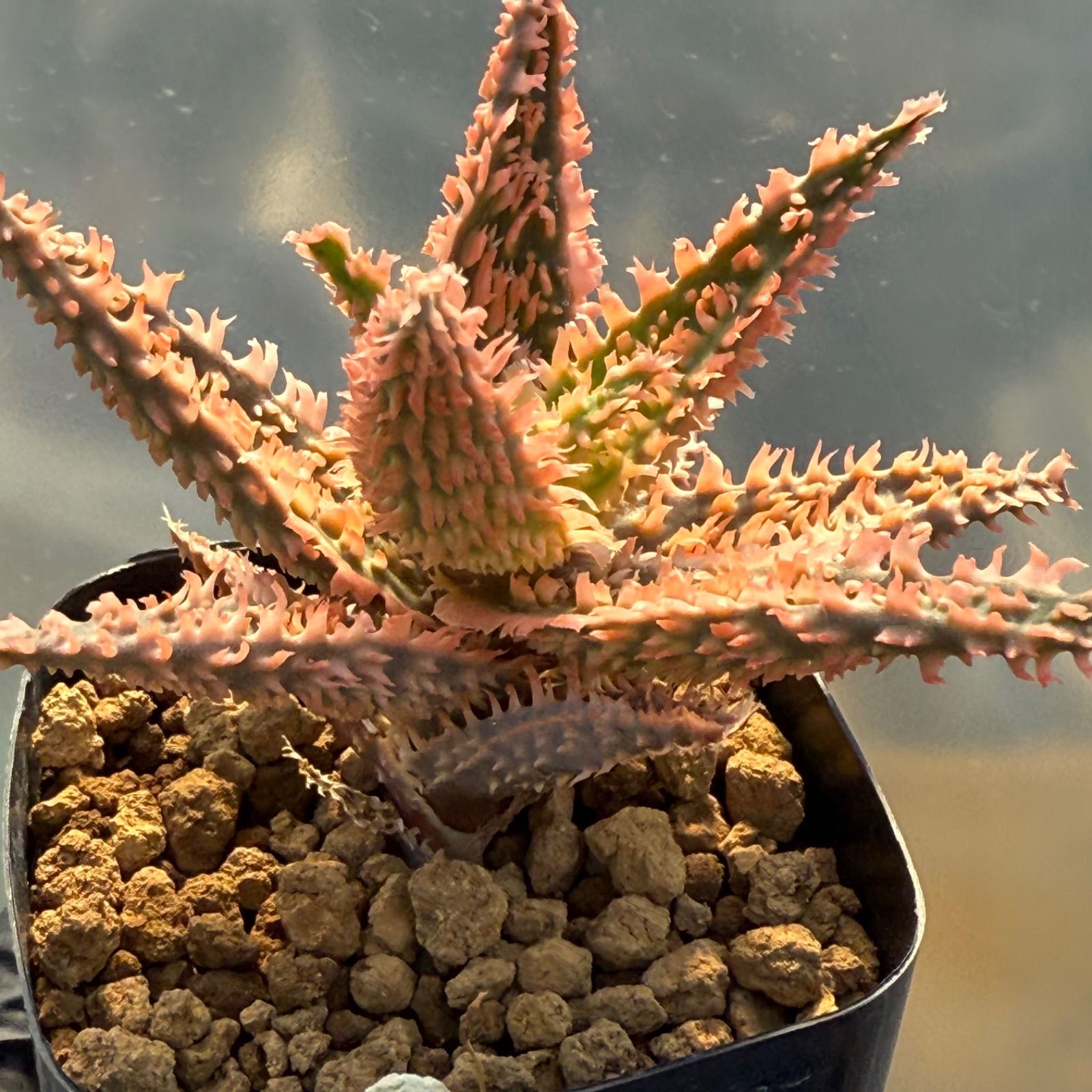 Belfiore Succulentsのアロエ・ハイブリッド 抜き苗 【公式通販】