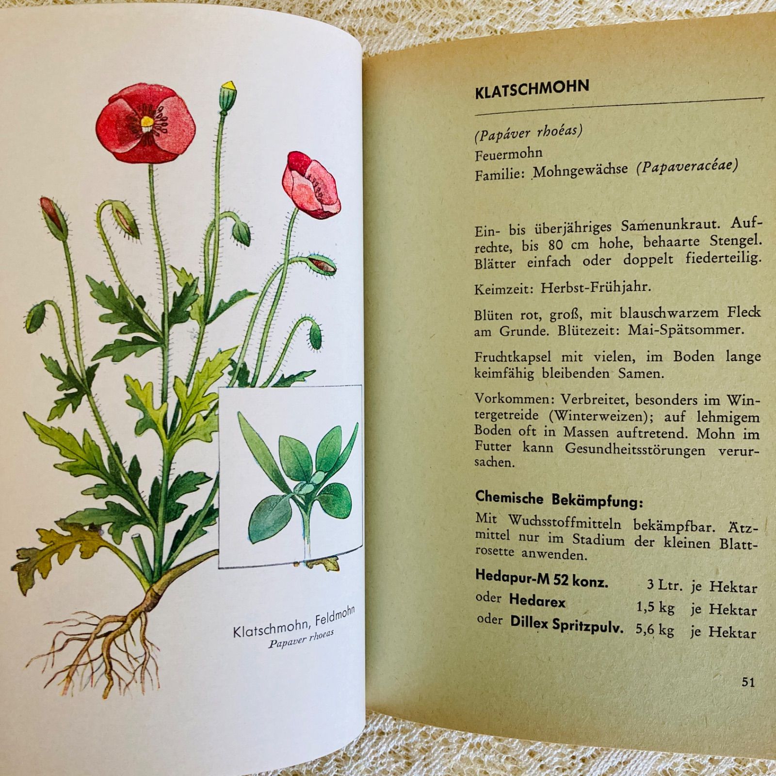 洋書古書　希少　ヴィンテージ植物図鑑　繊細で美しい植物画304点　画集　ドイツ語 ドイツの植物画集 植物図鑑 ボタニカルアート